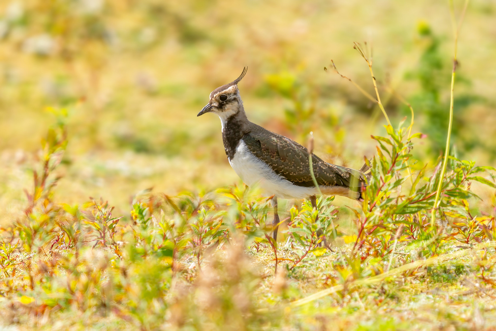 juvenile