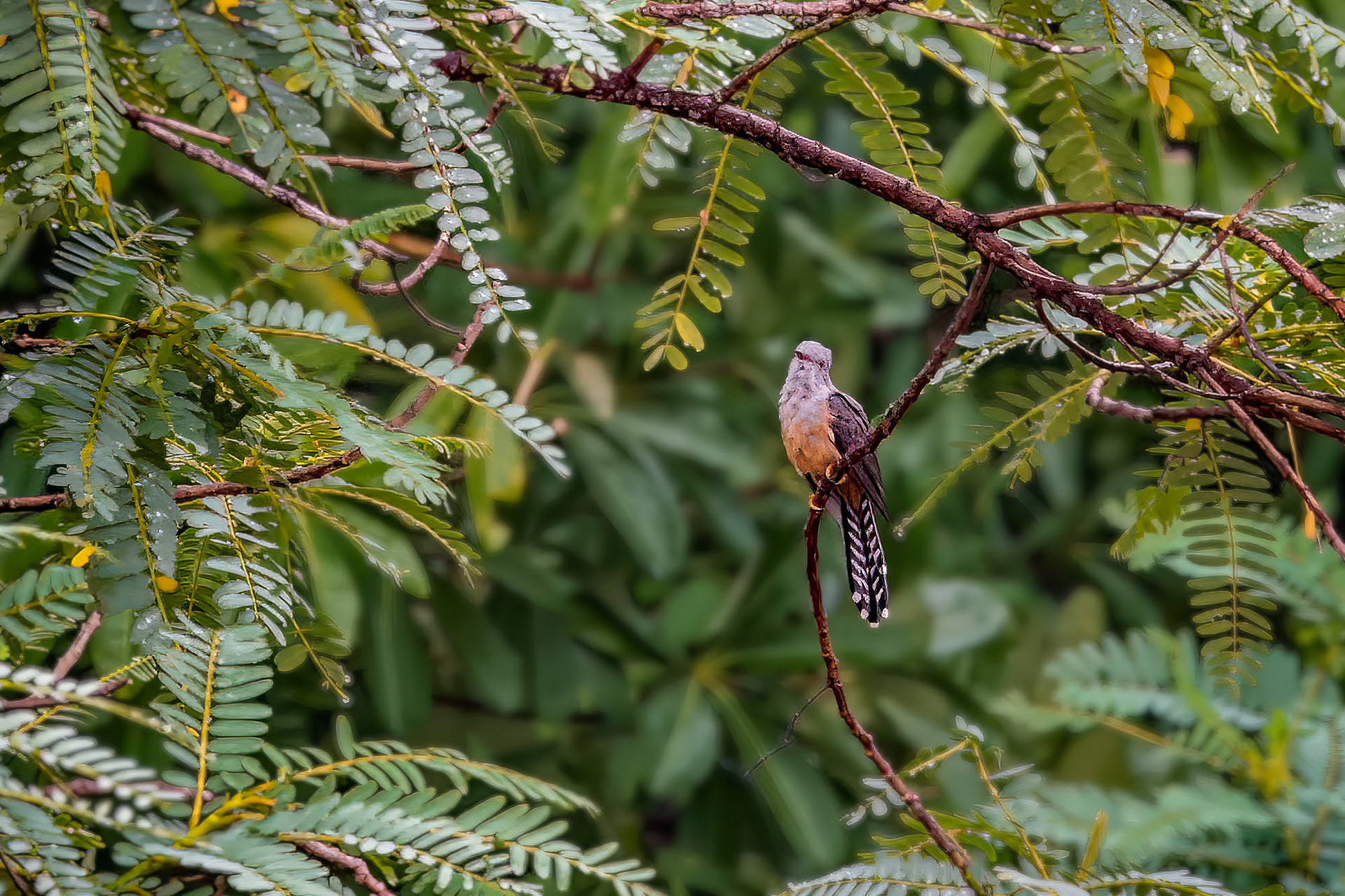 male