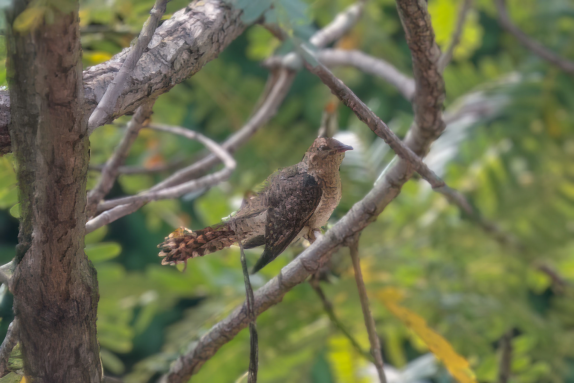 female