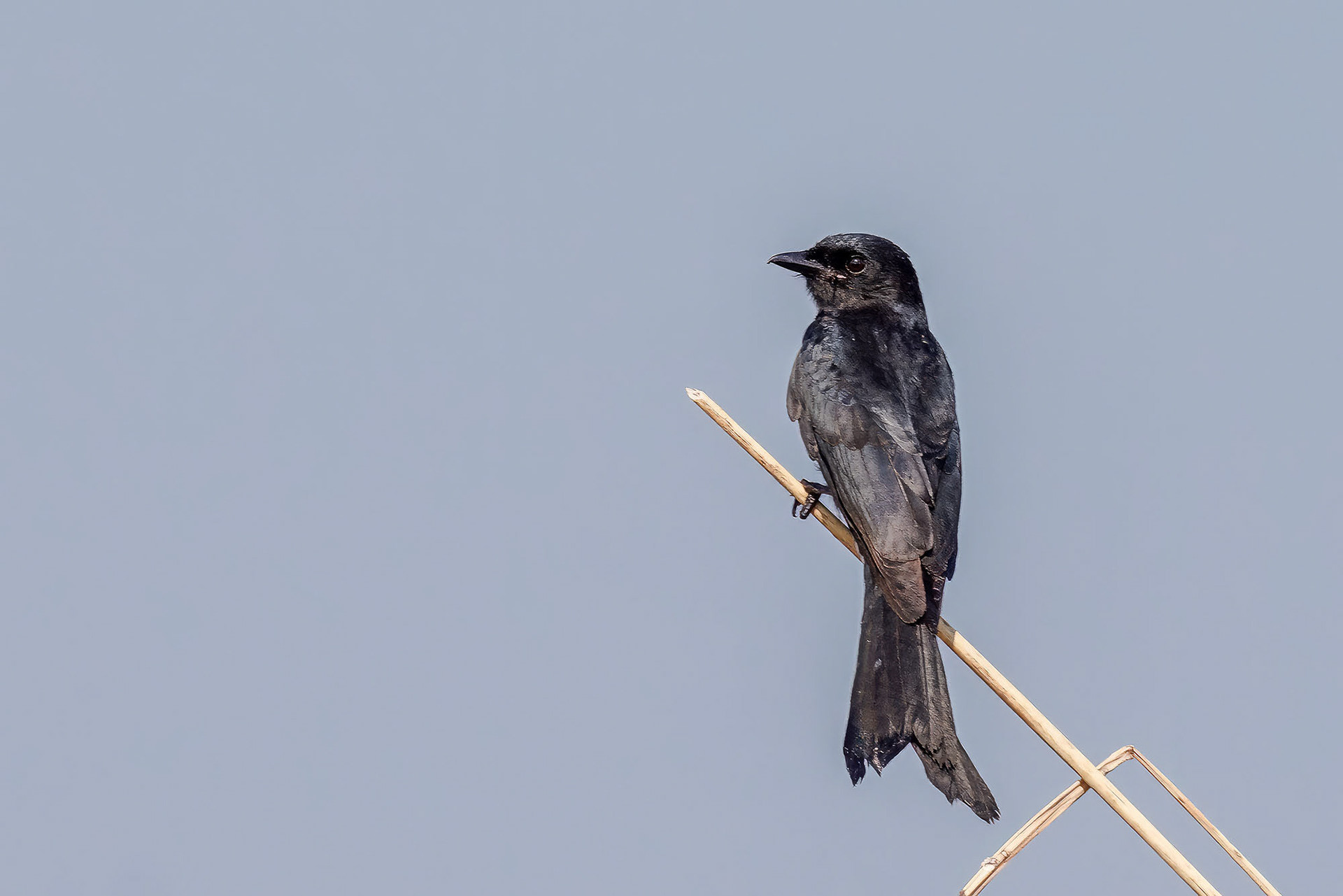 Königsdrongo
