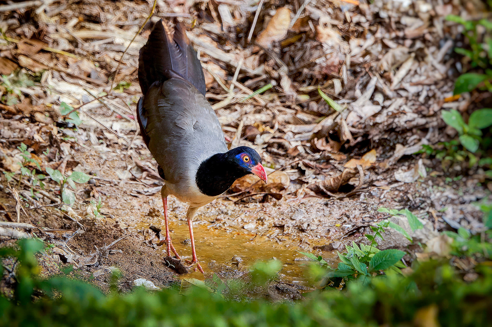 Korallenschnabelkuckuck