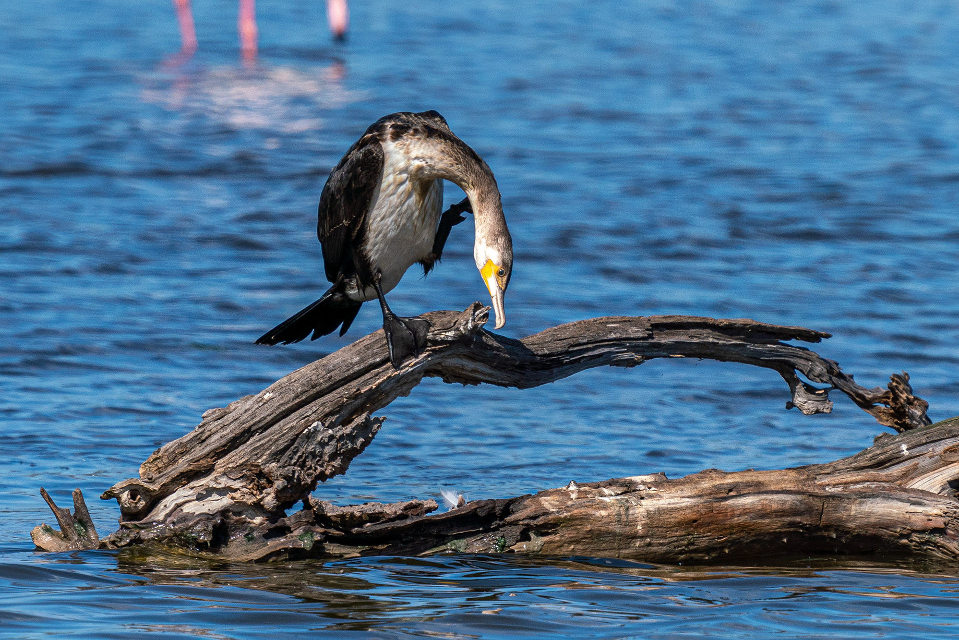 Kormoran