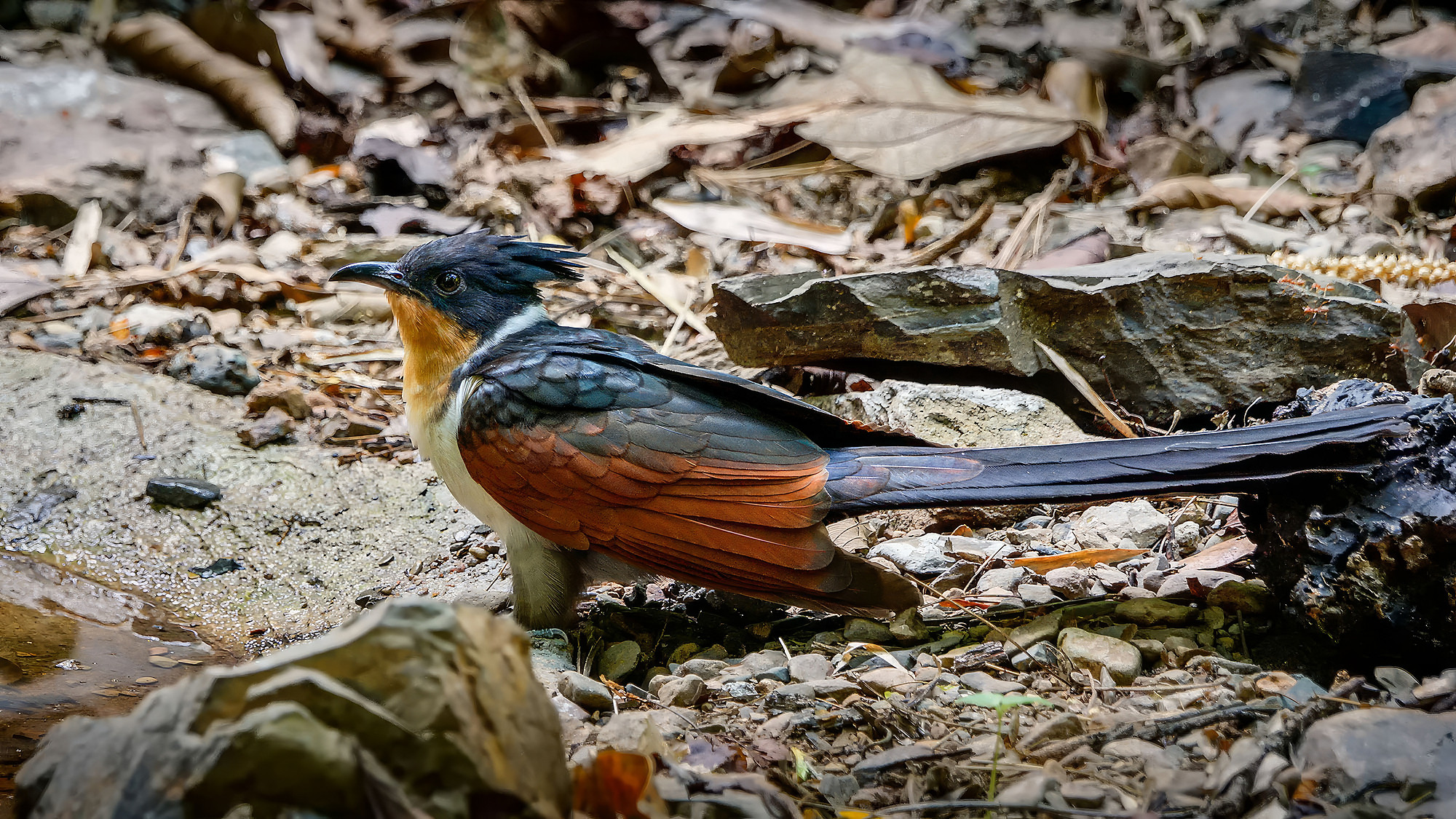 Koromandelkuckuck