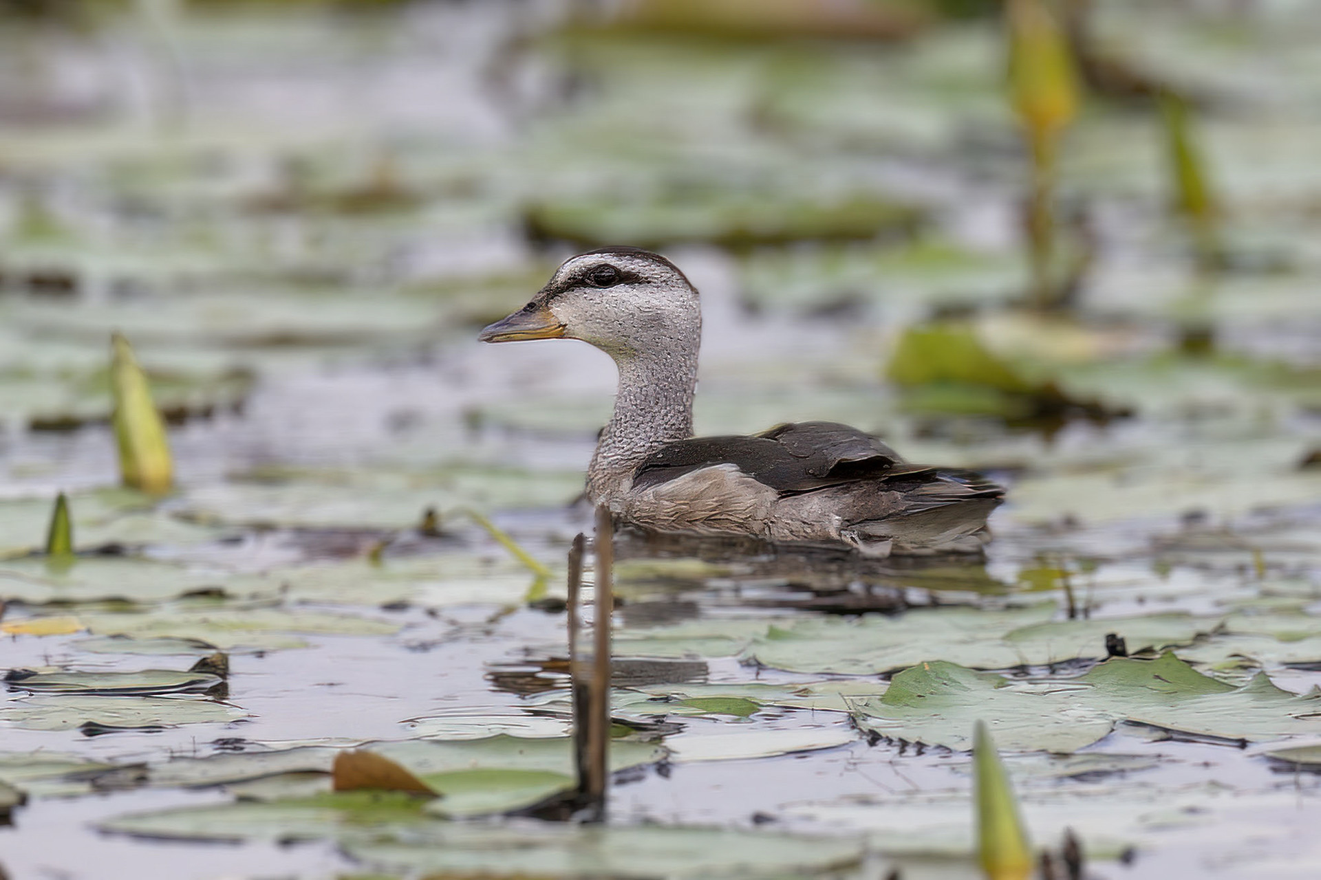 female