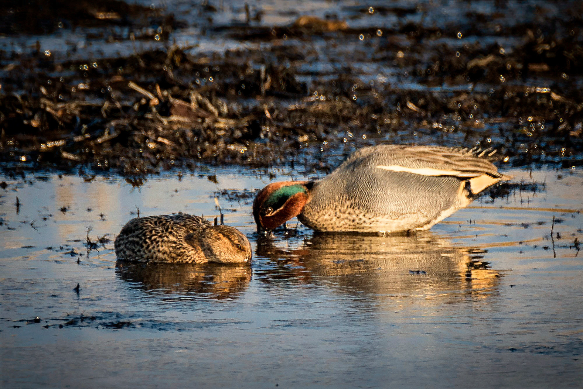 male & female