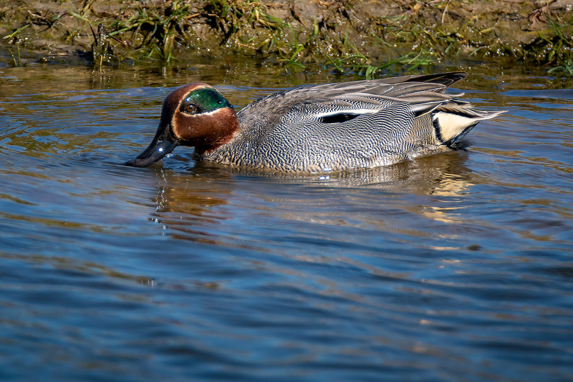 male