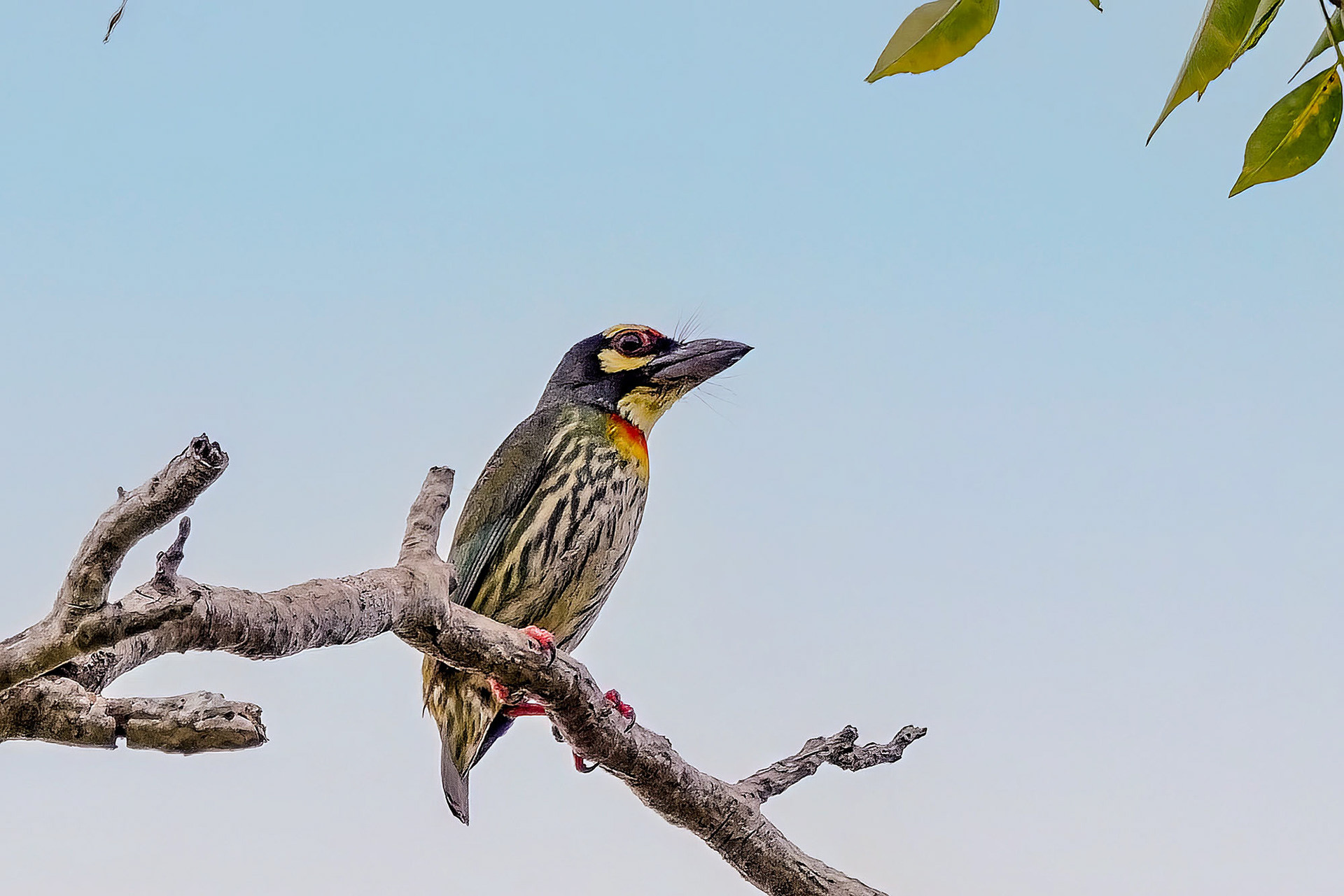 Kupferschmied-Bartvogel