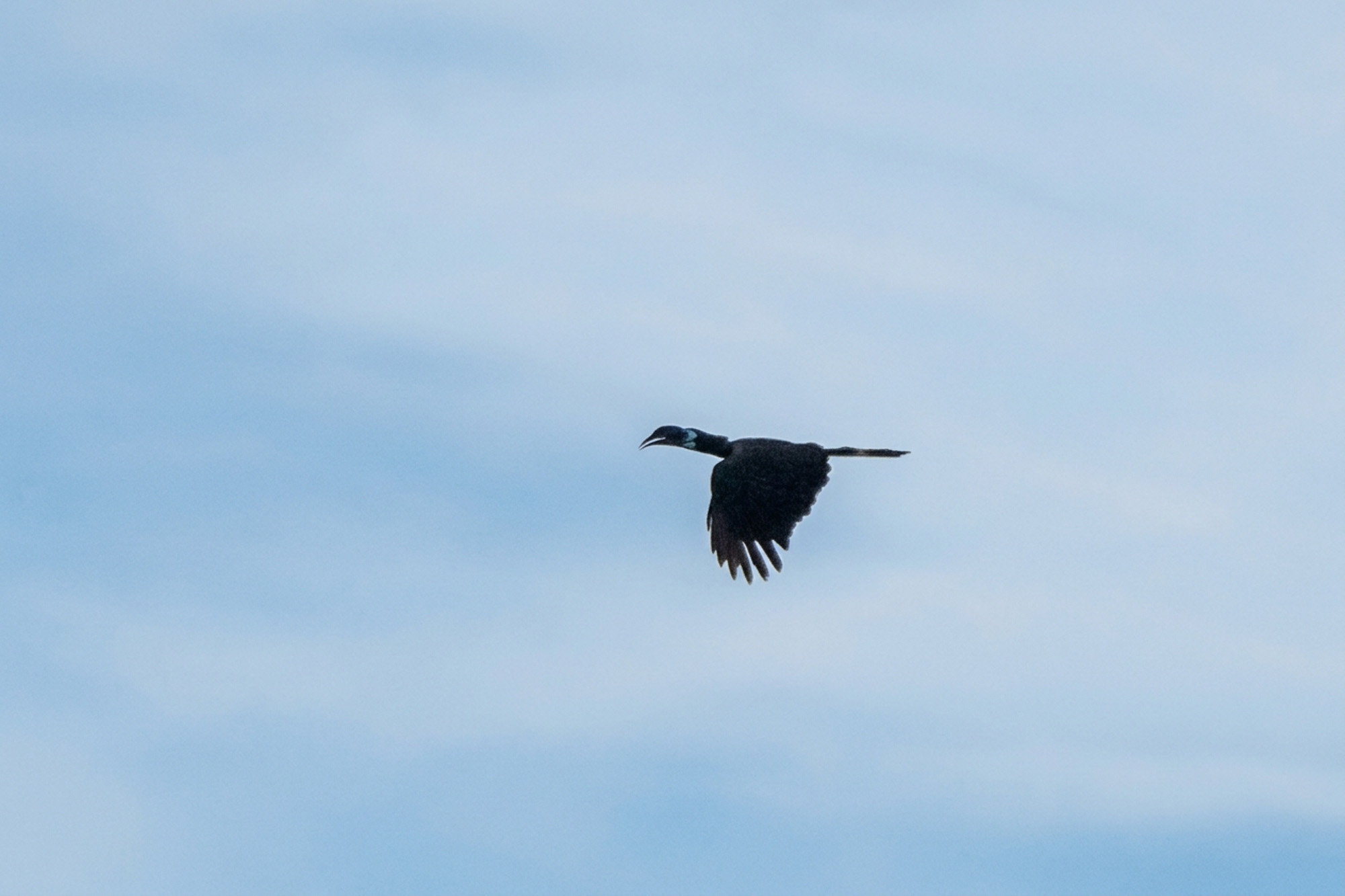 Kurzschopf-Hornvogel