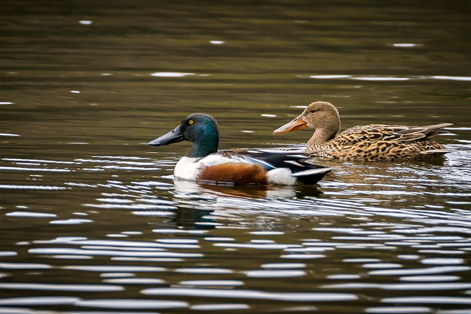 male & female