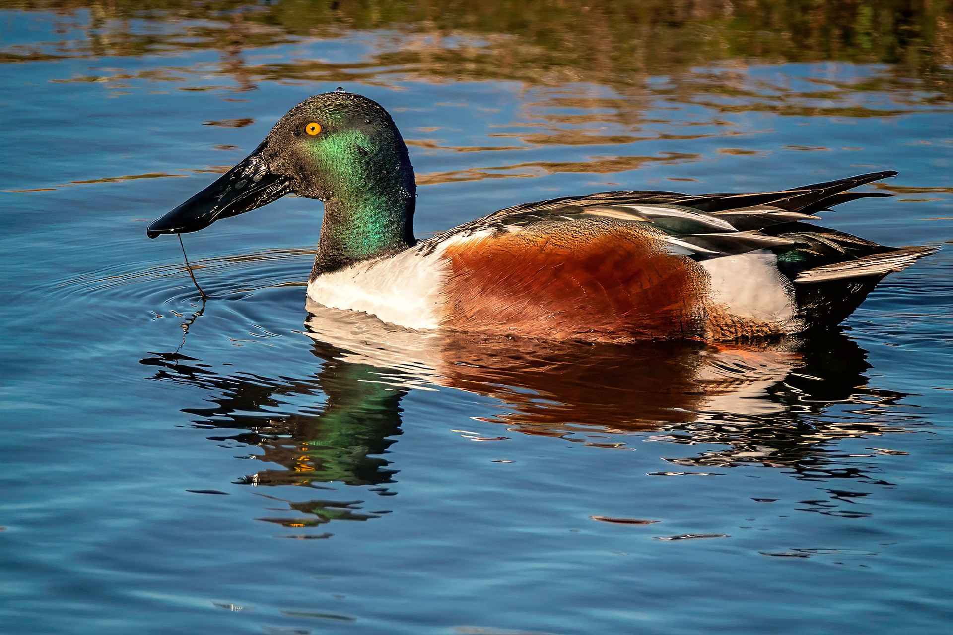 male