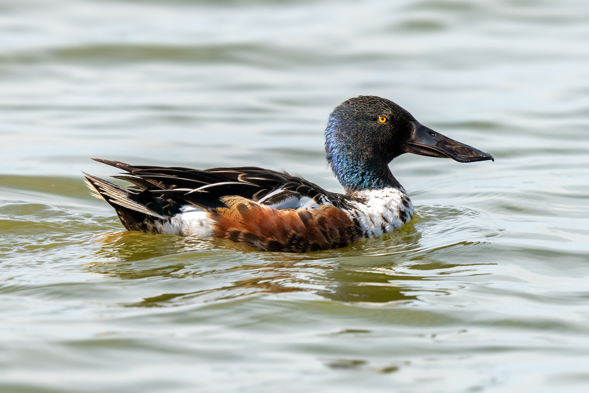 male
