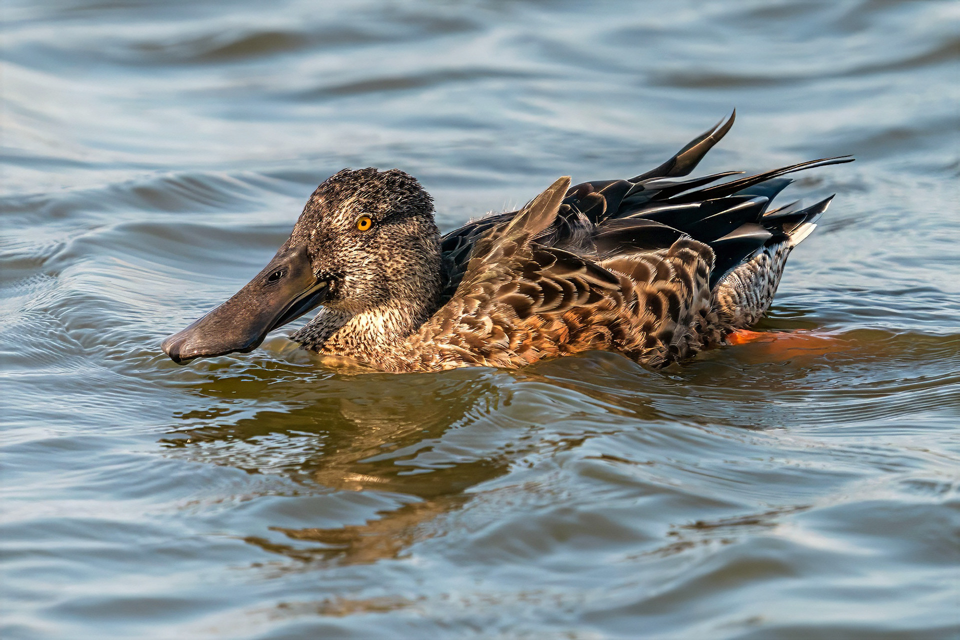 female