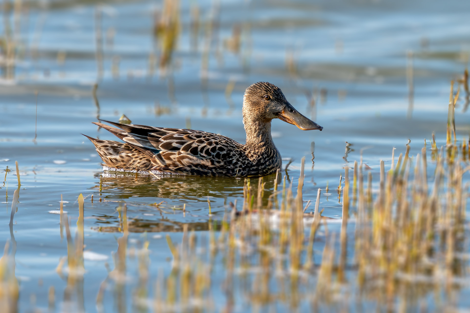 female