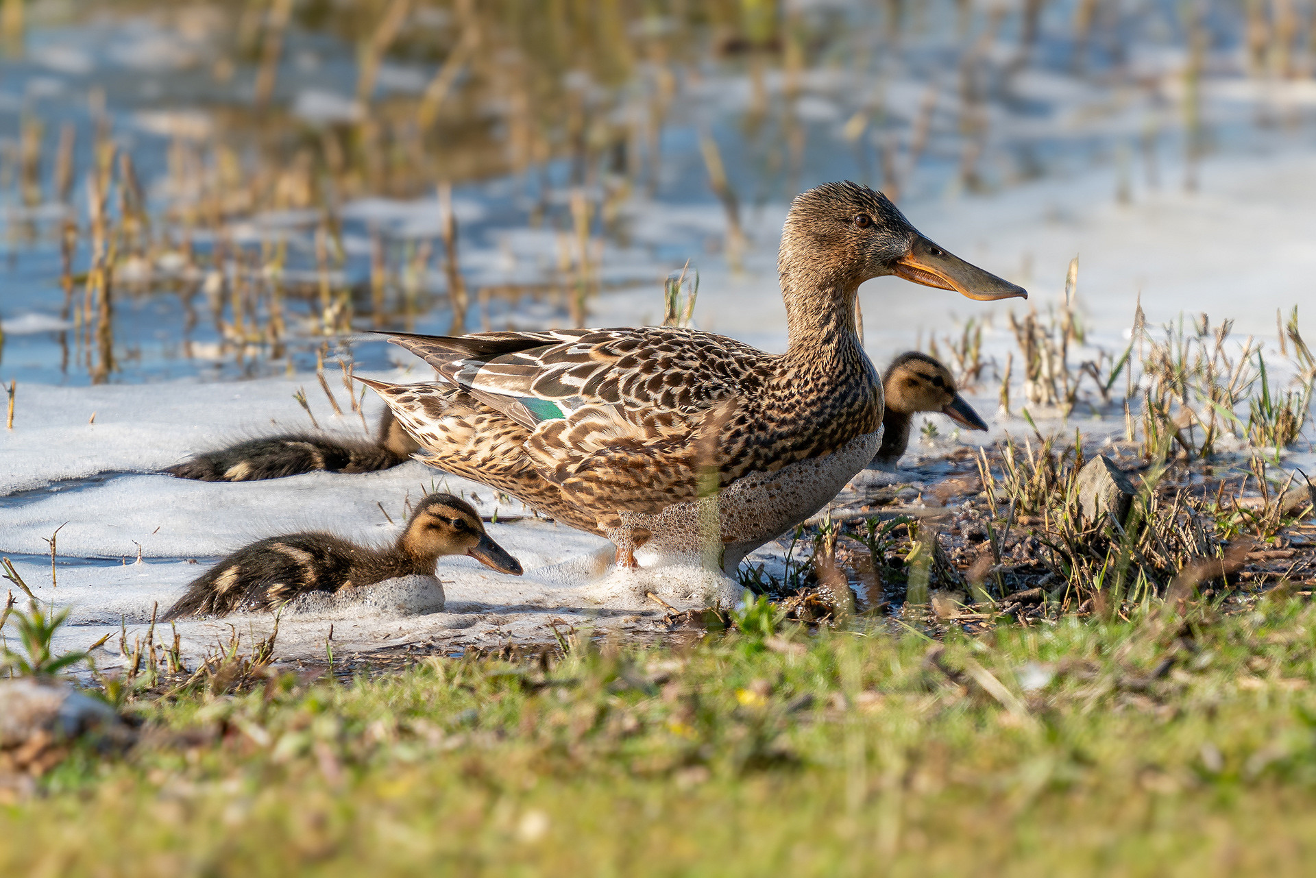 female mit Küken