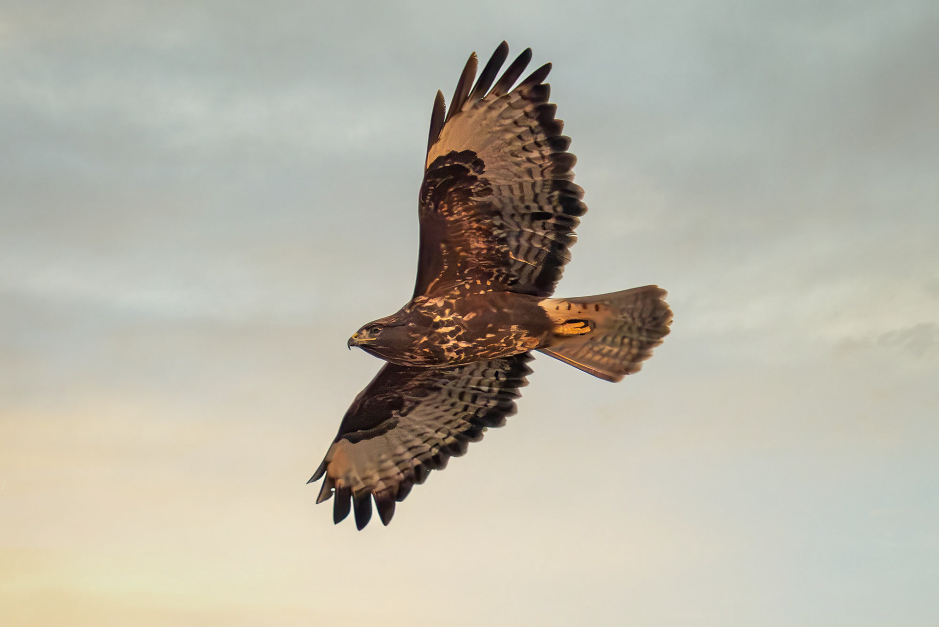 Mäusebussard