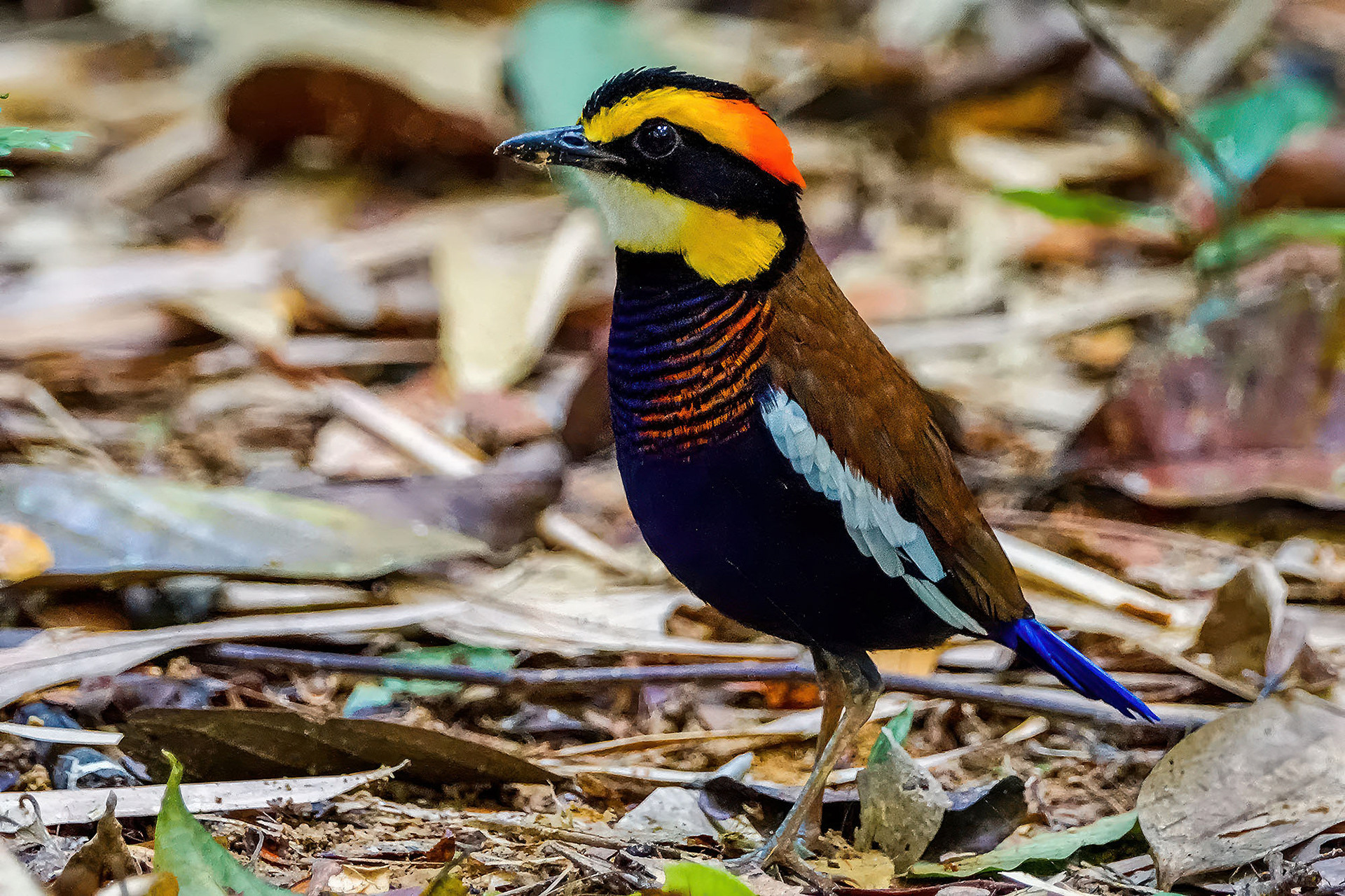 male