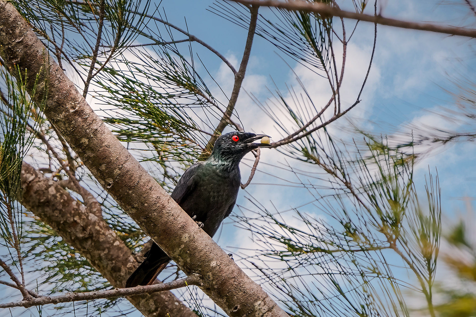 adult