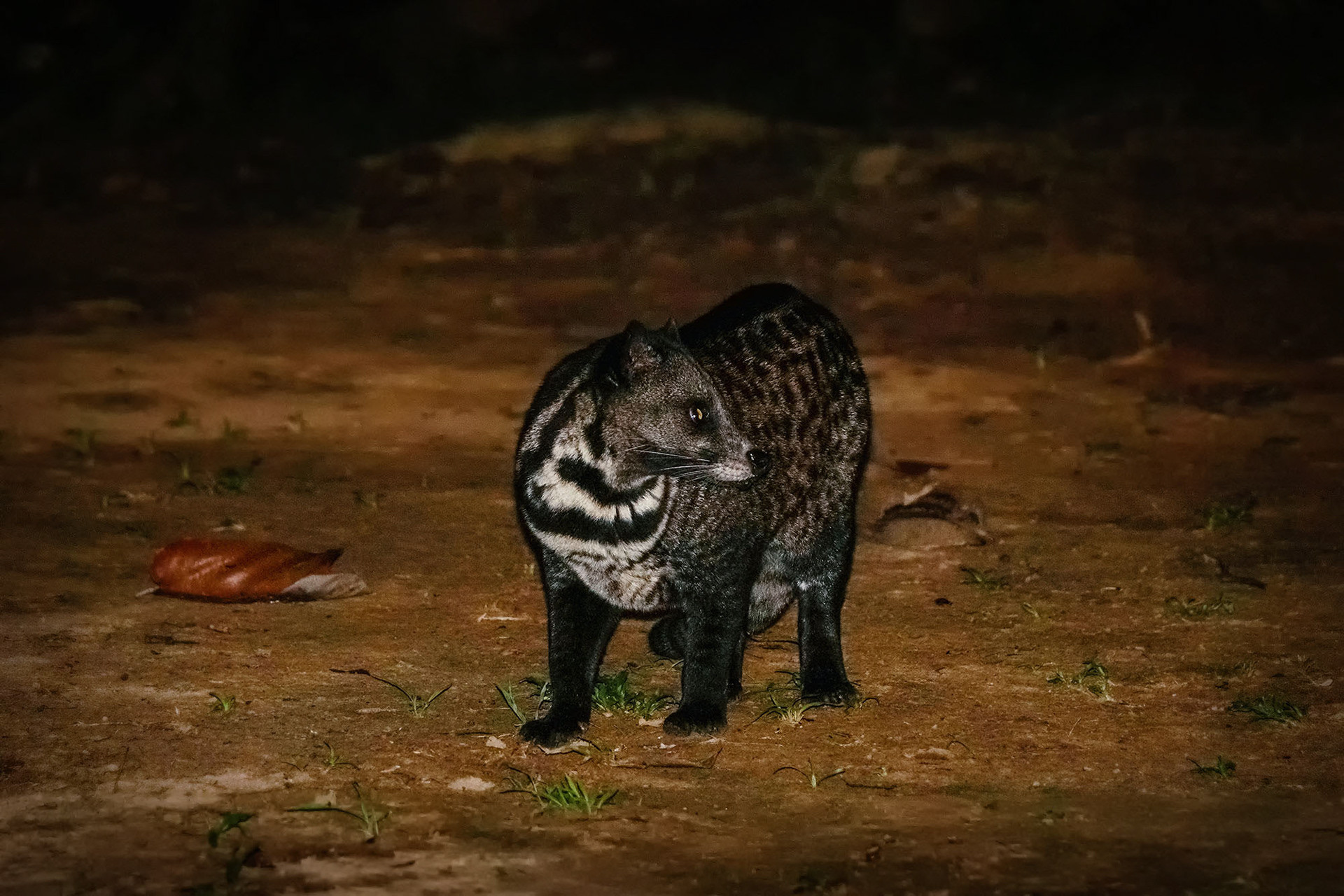 Malaiische Zibetkatze