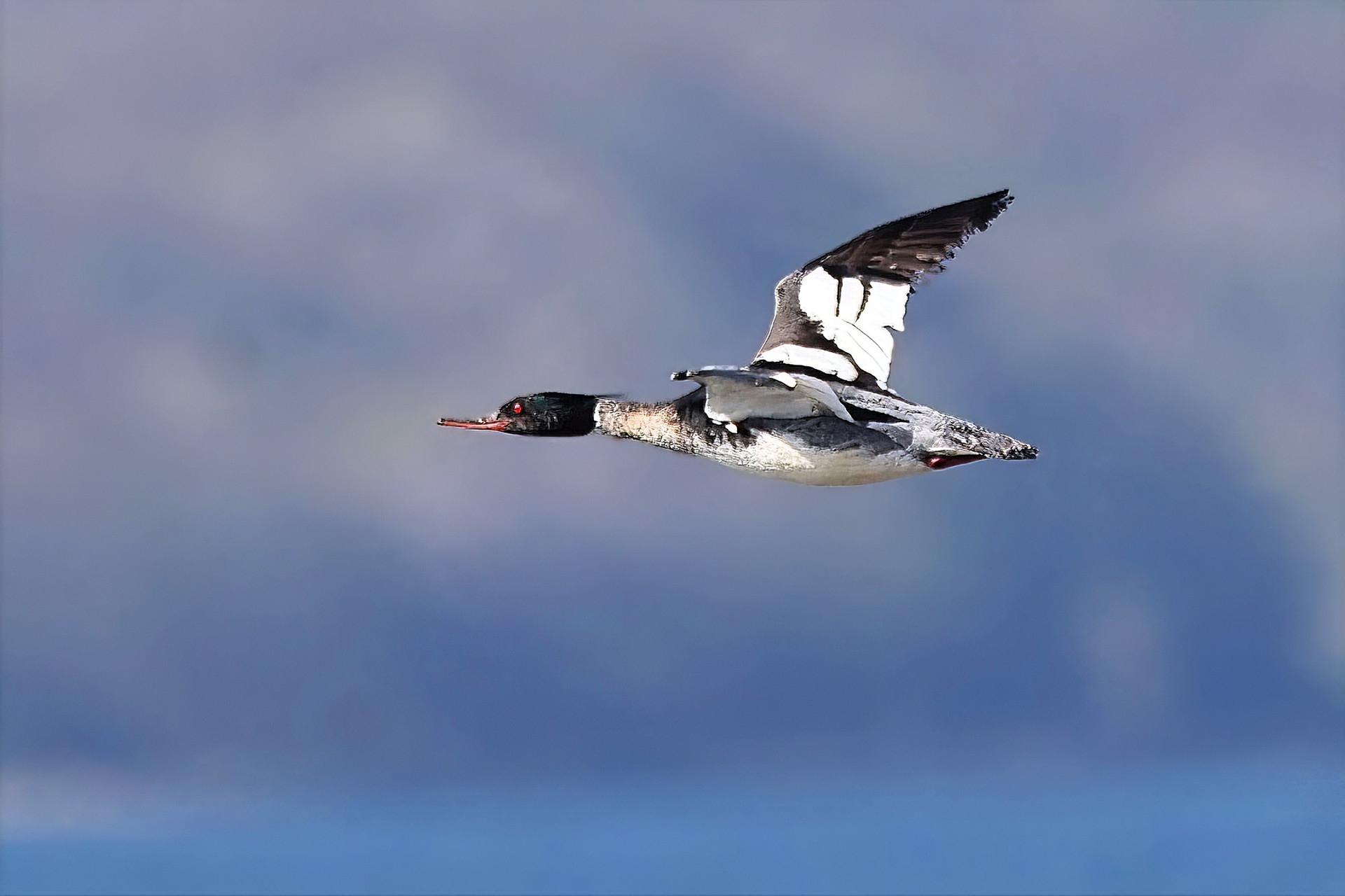 male