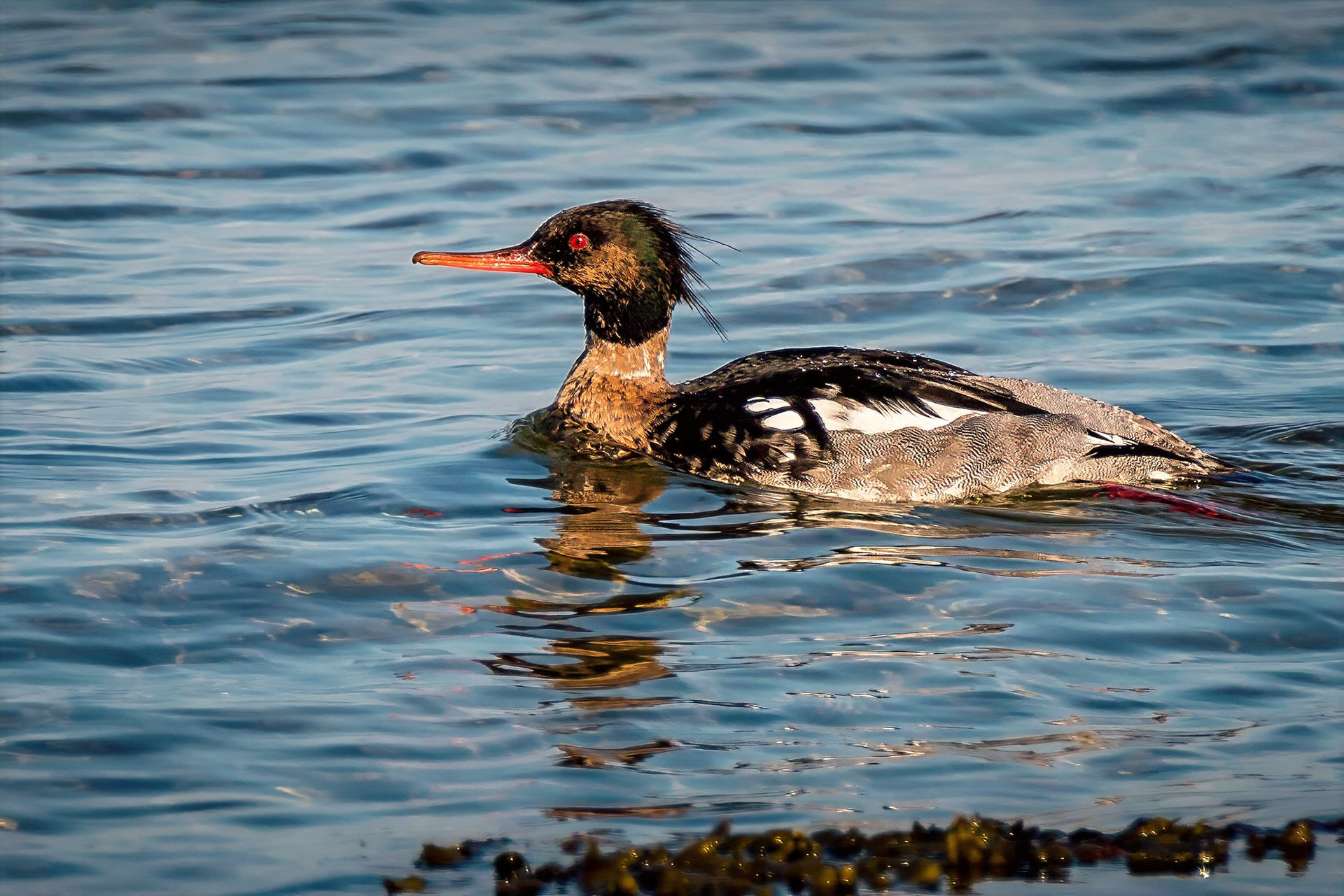 male