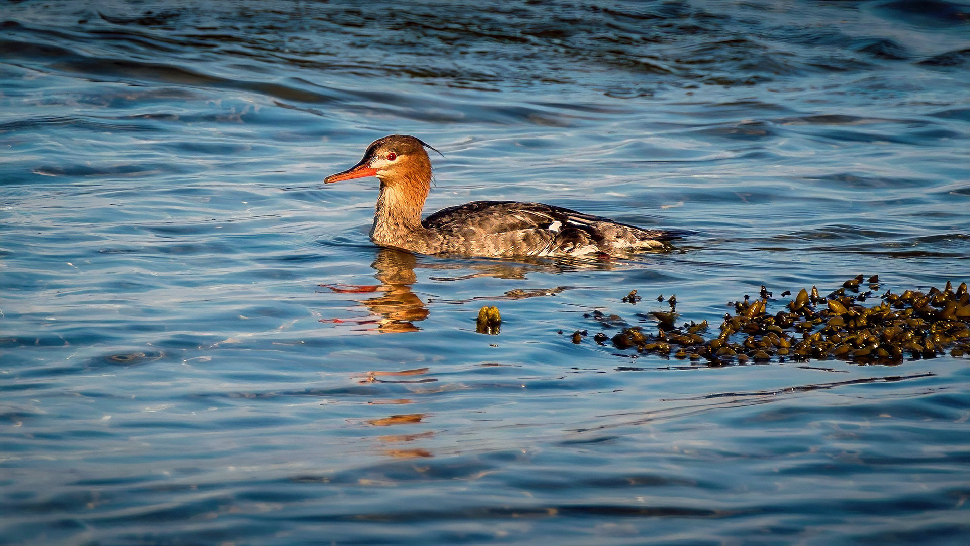 female