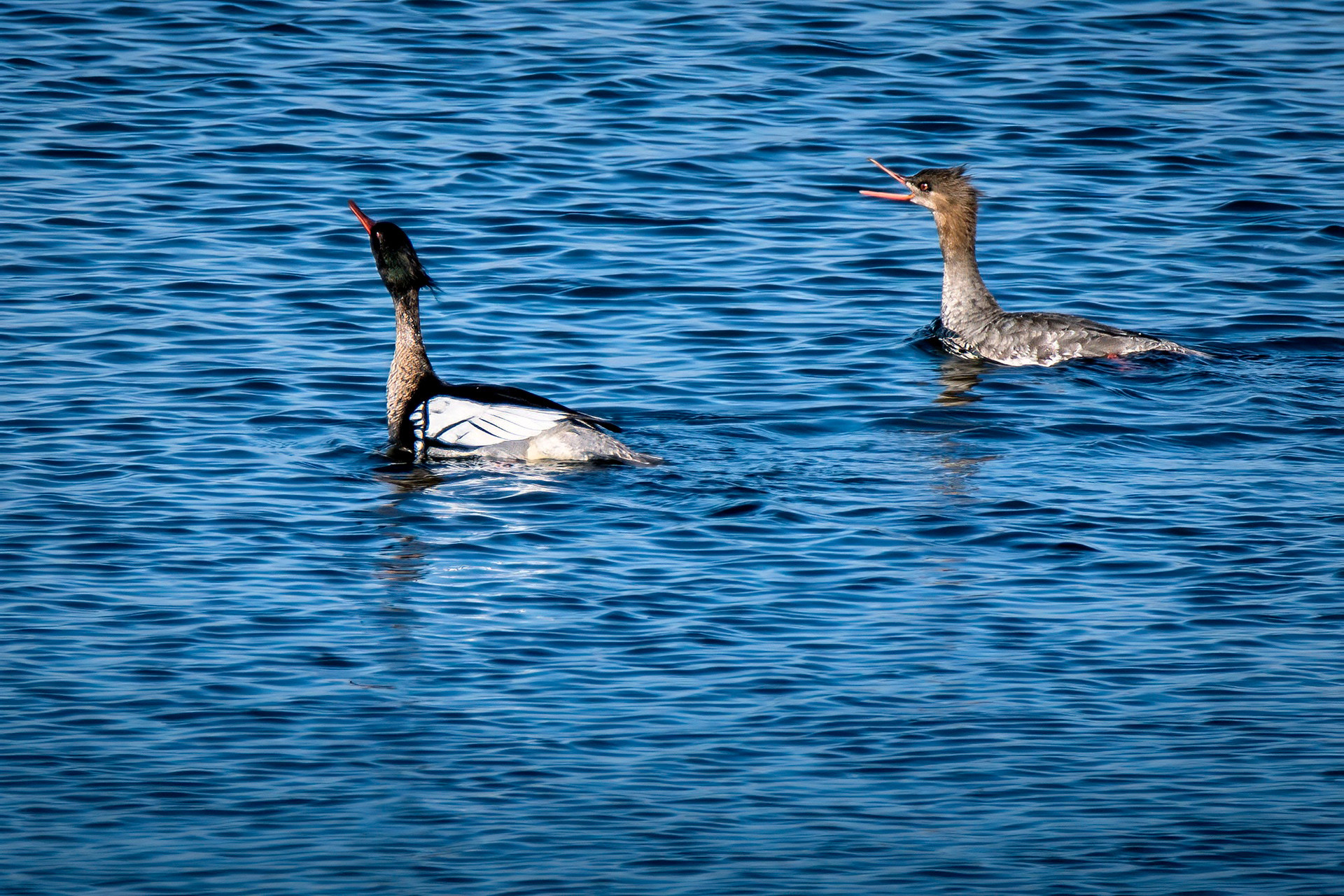 male & female balzen