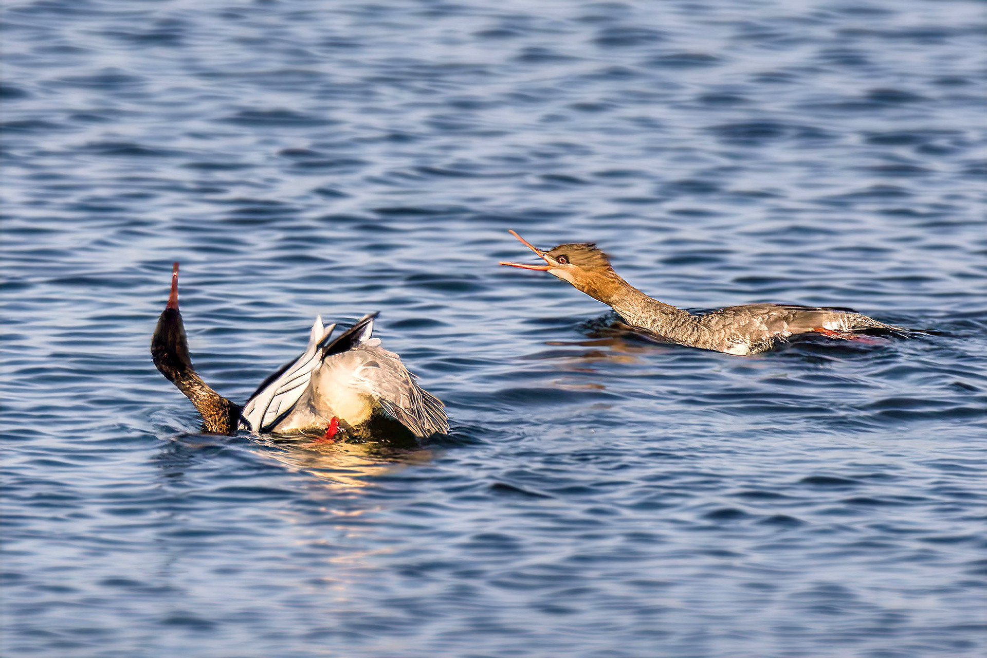 male & female balzen
