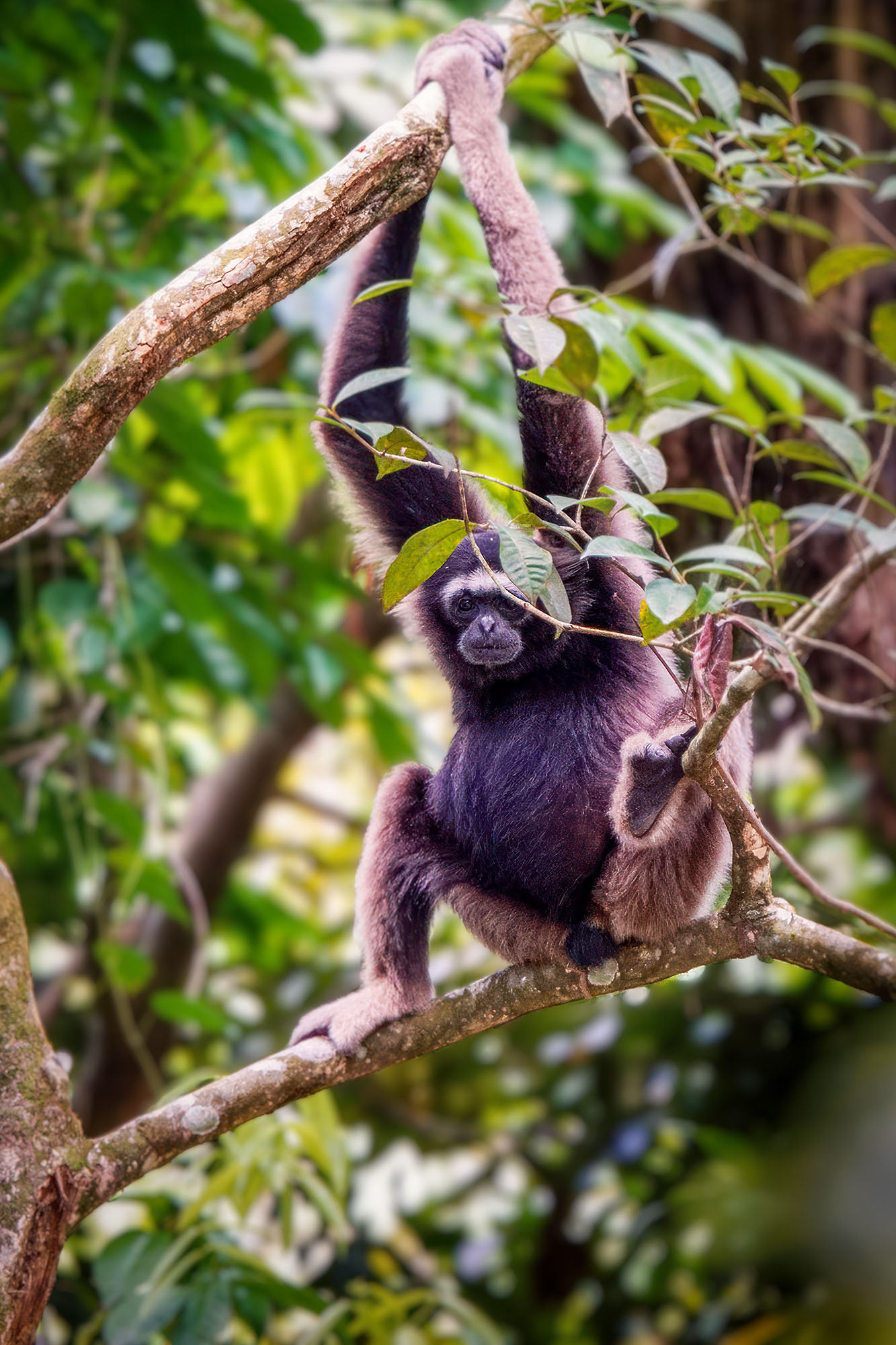 Müller-Gibbon