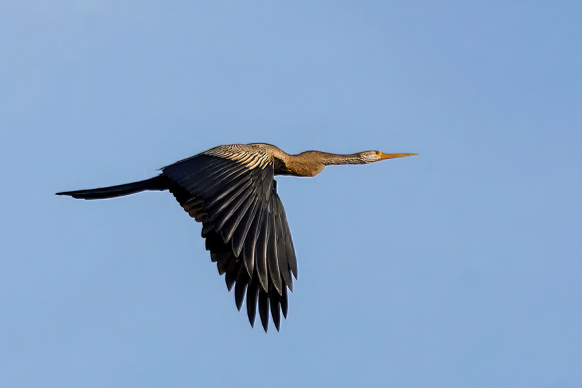 Orient-Schlangenhalsvogel