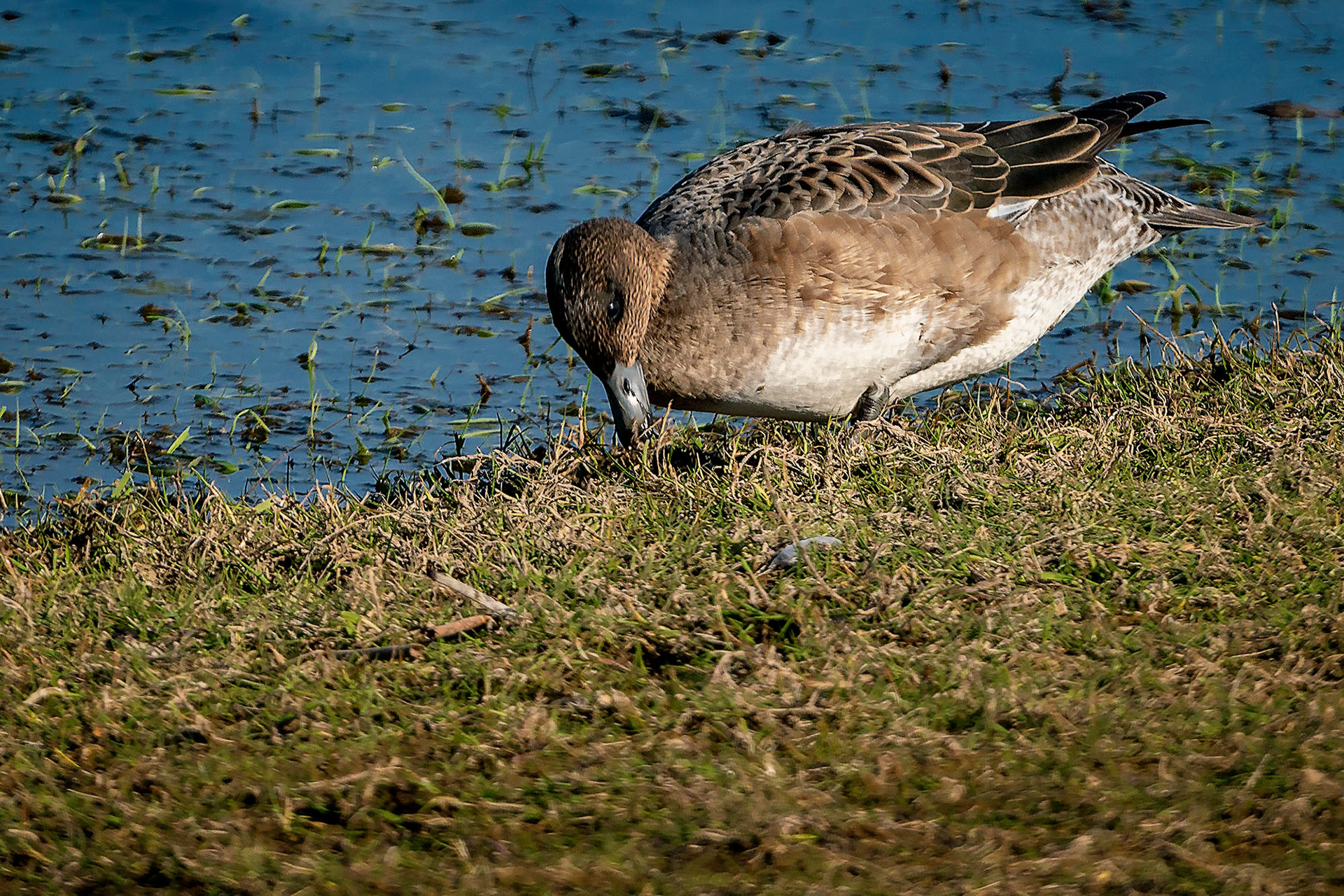 female