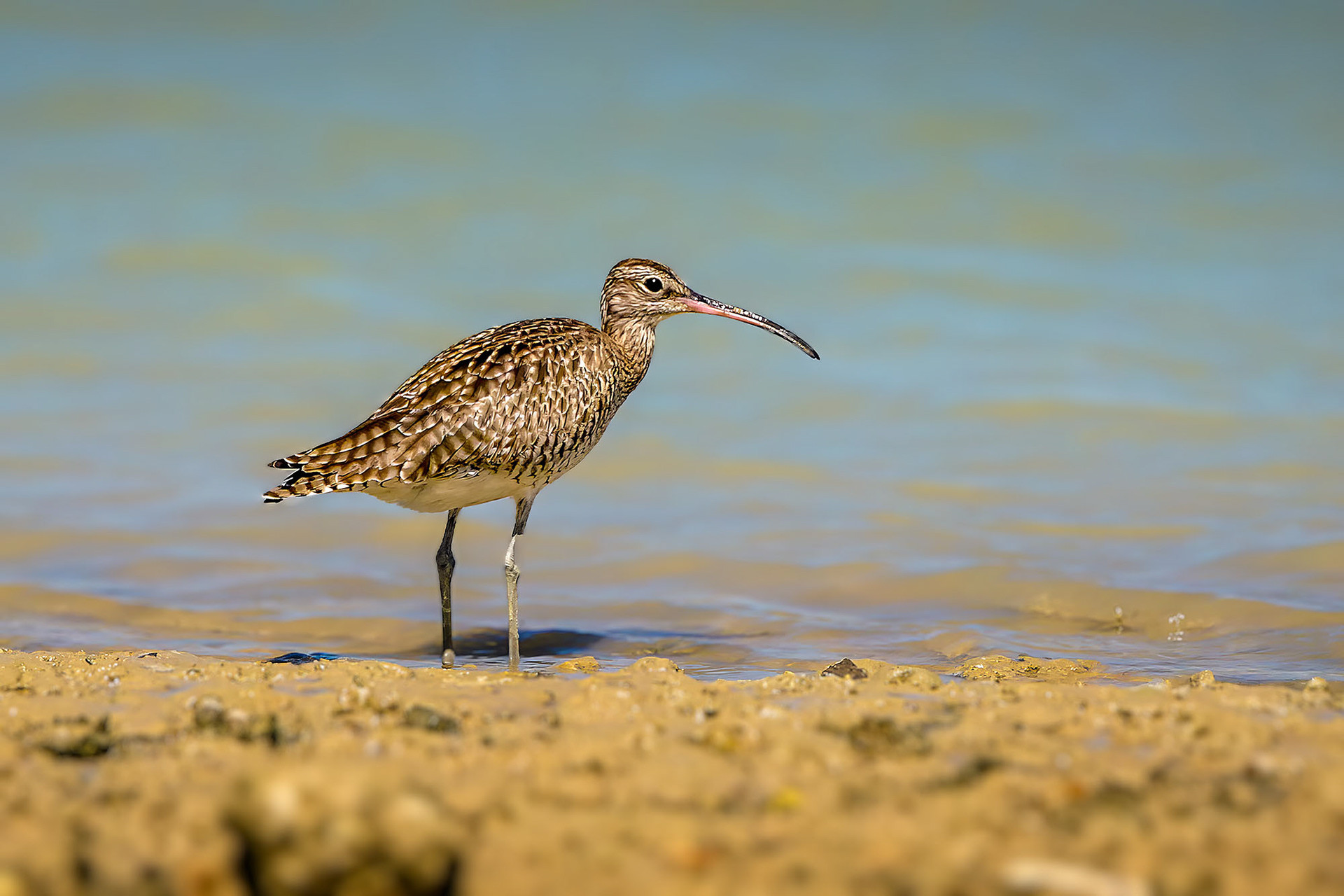 Regenbrachvogel