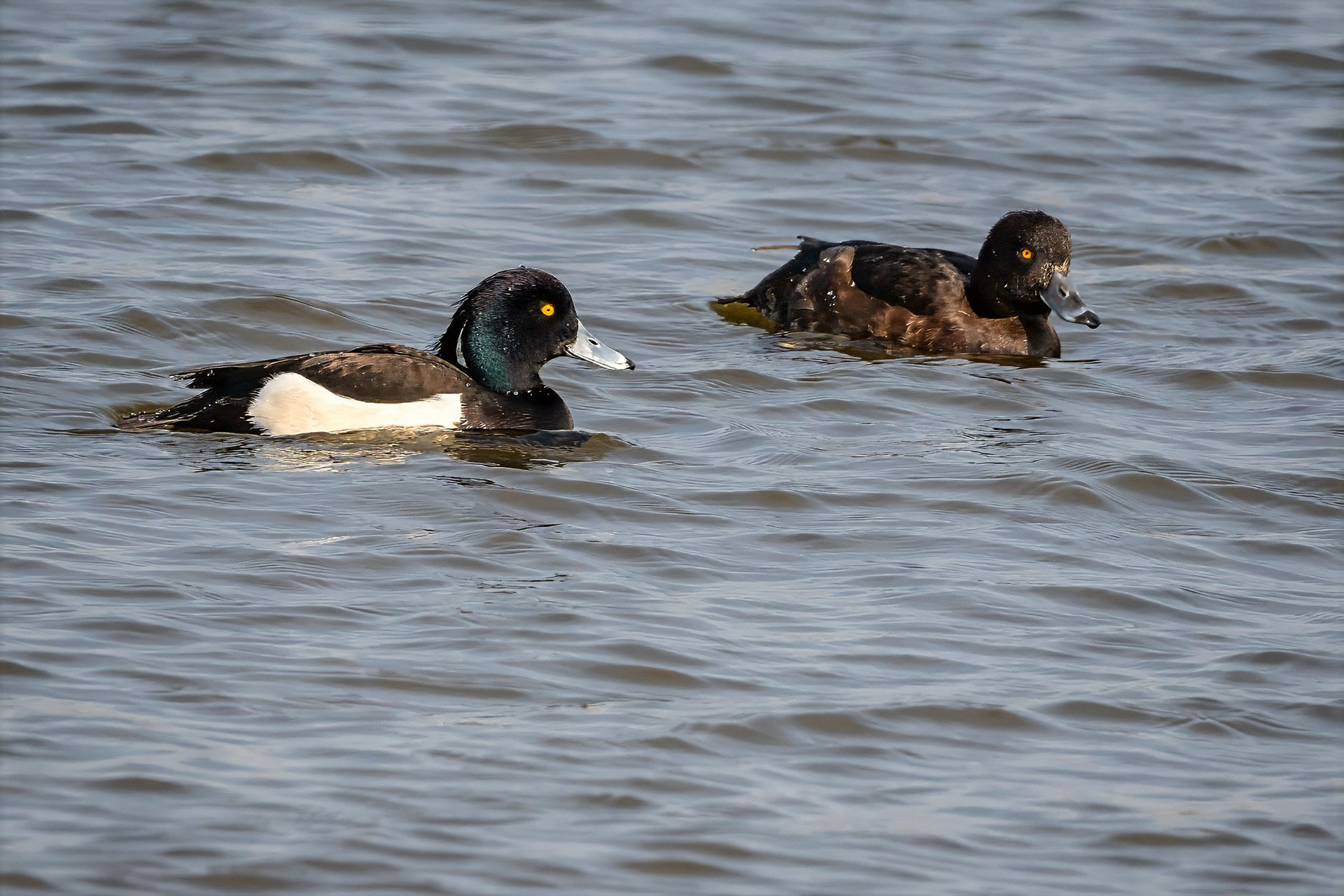 male & female
