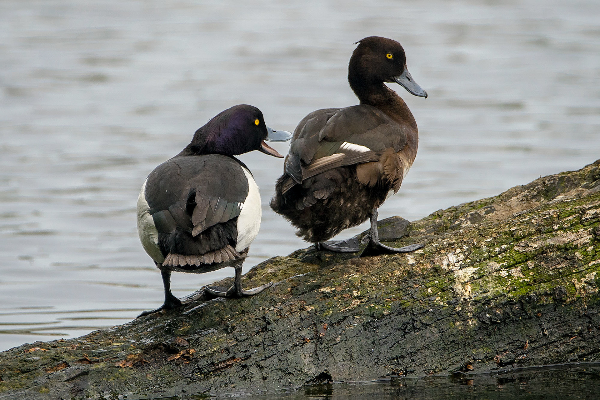 male & female