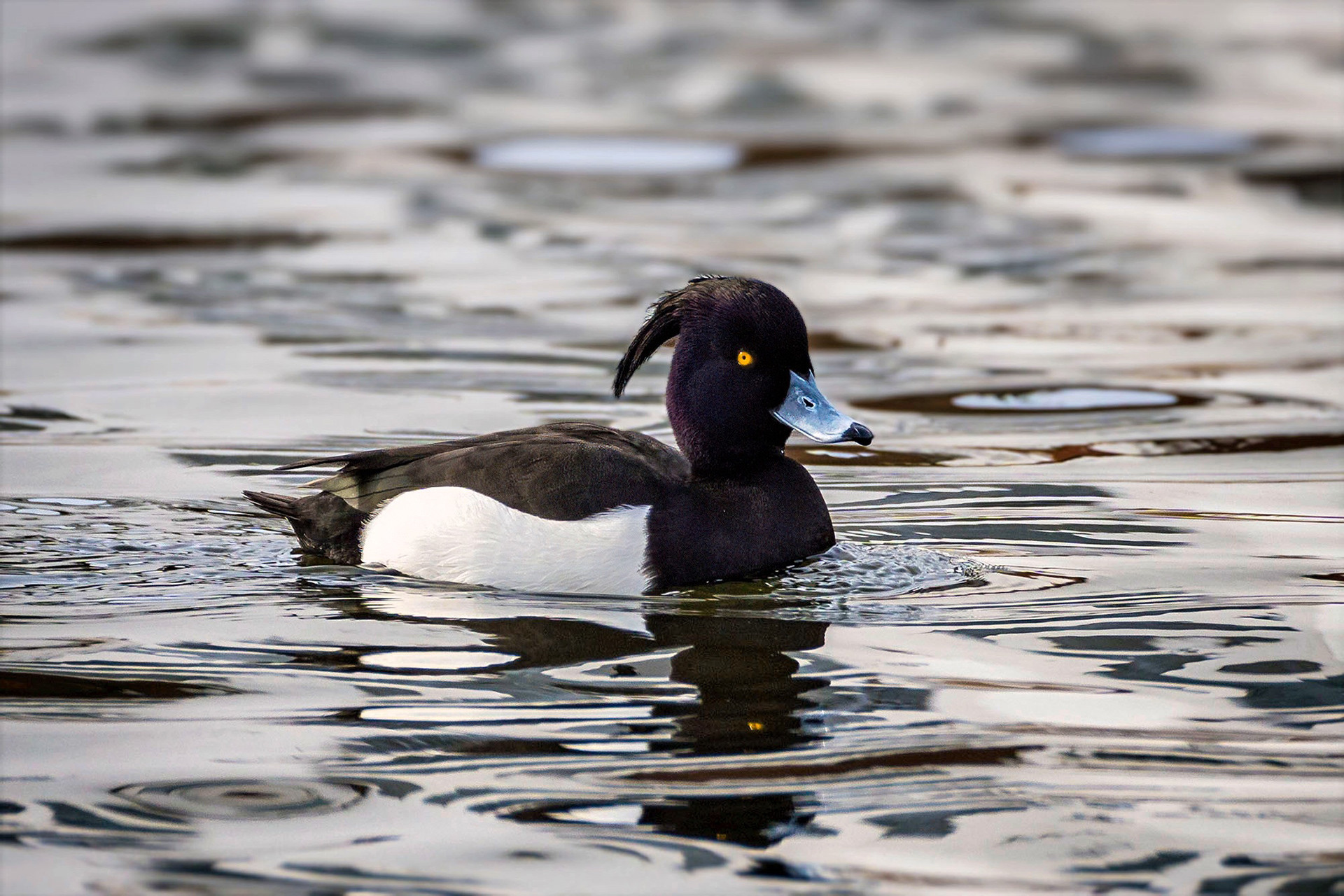 male