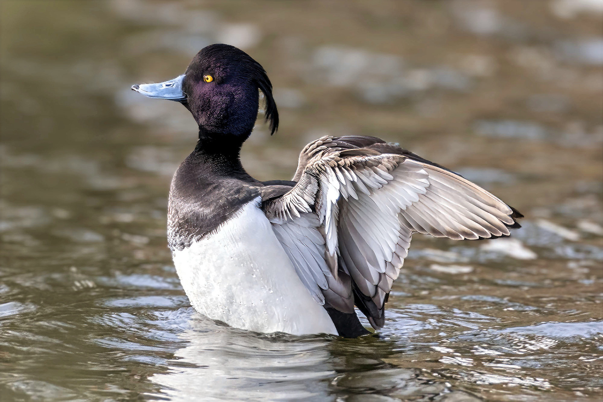 male