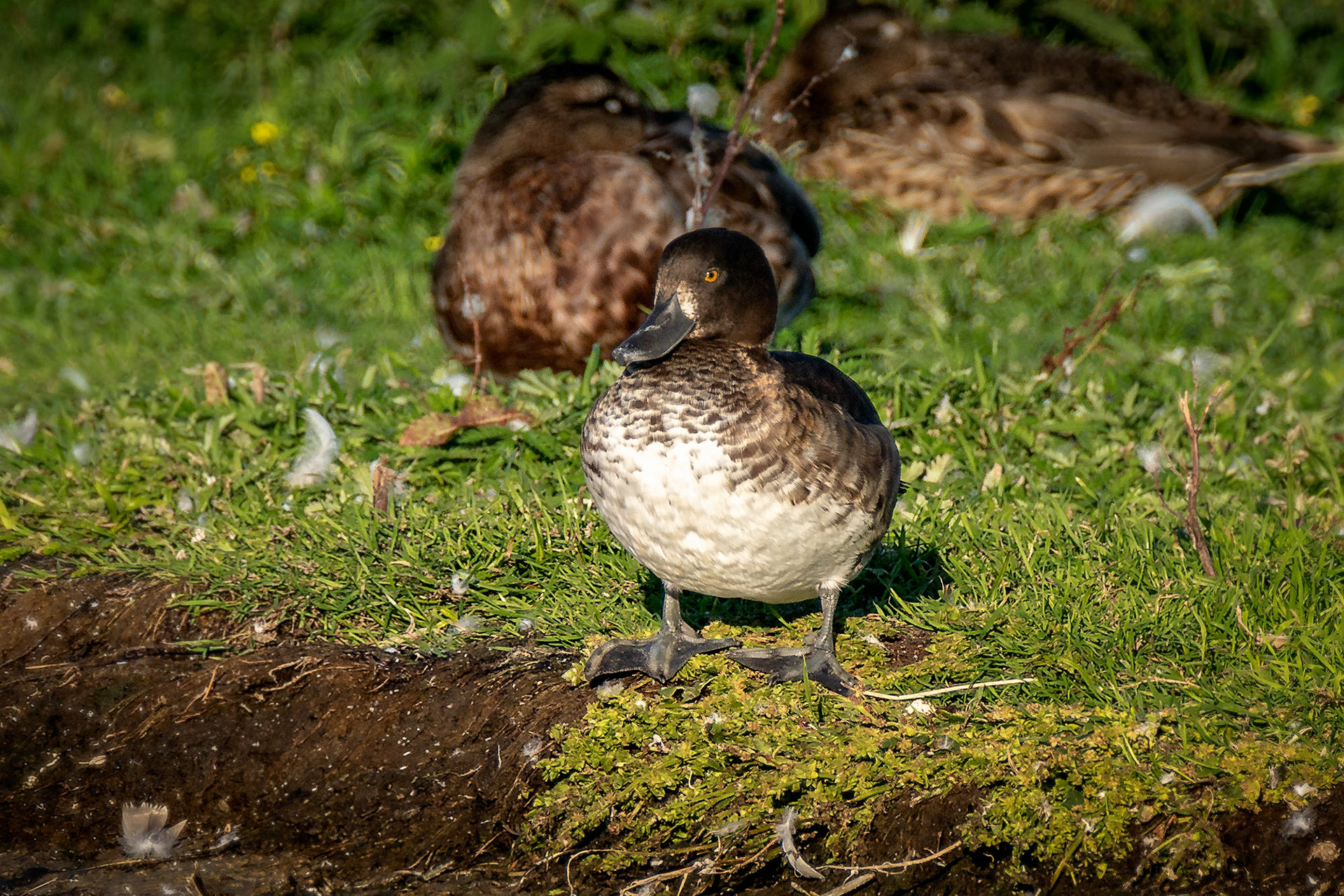 female