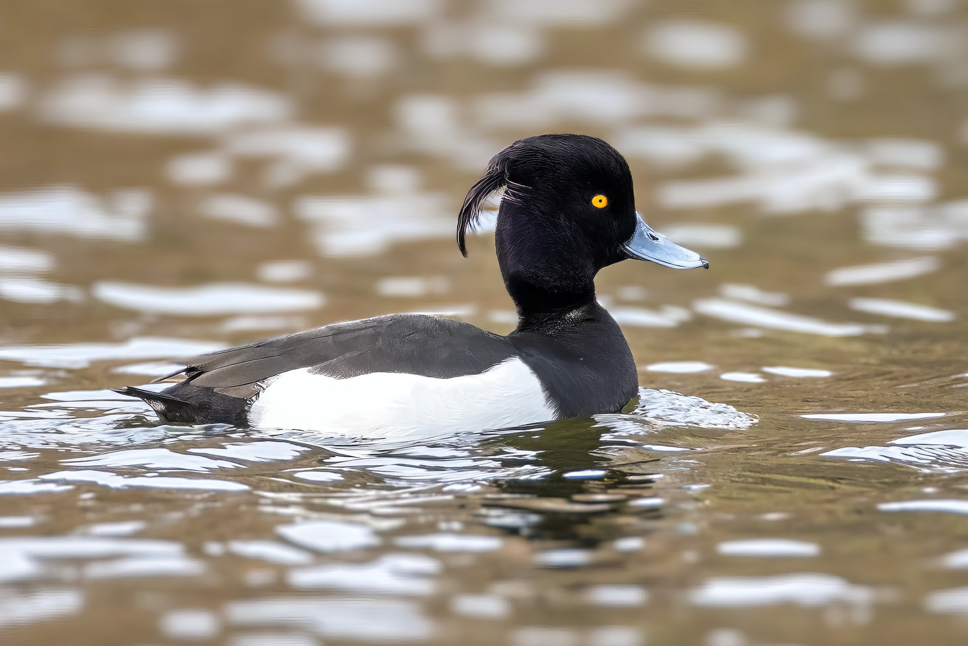 male