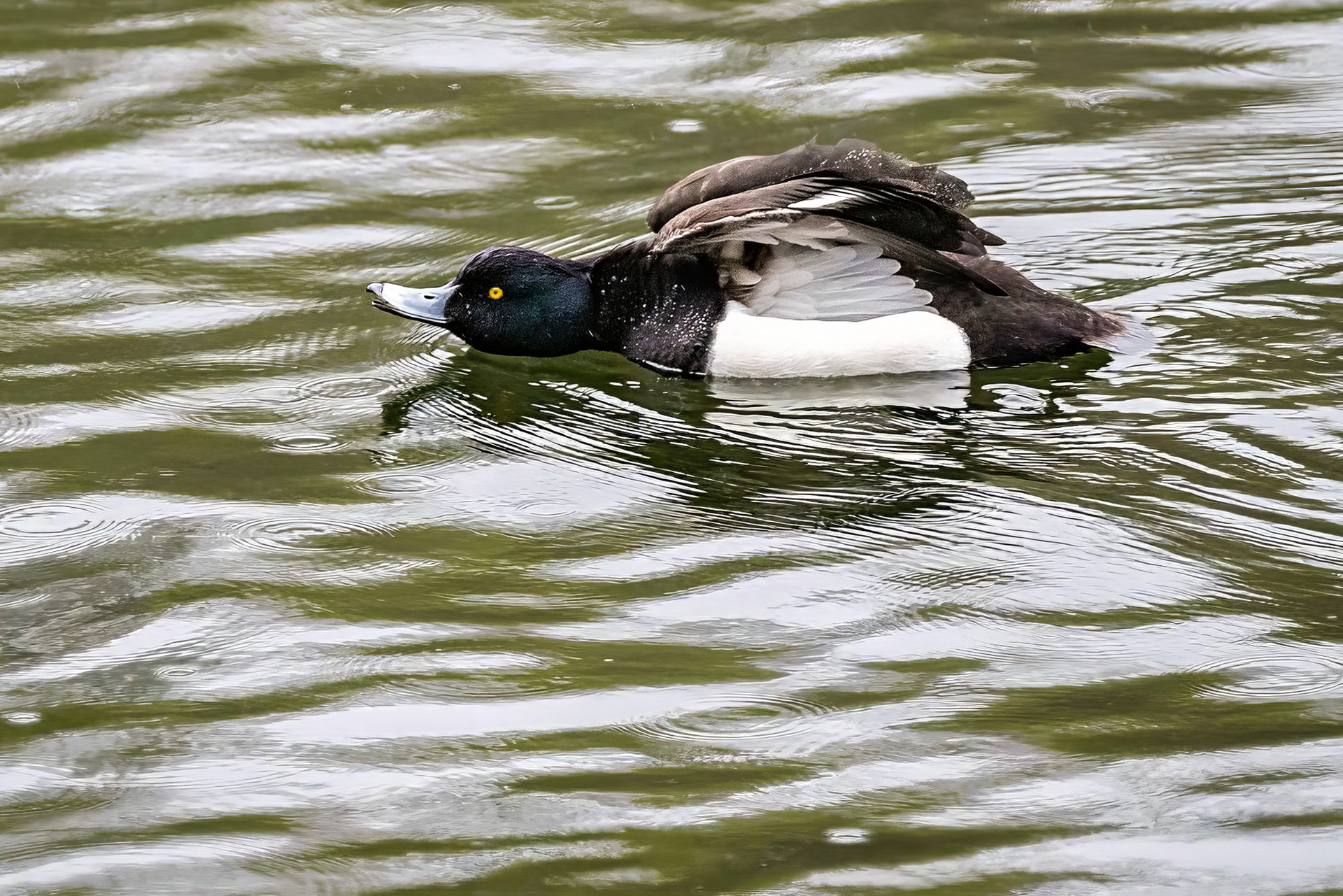 male