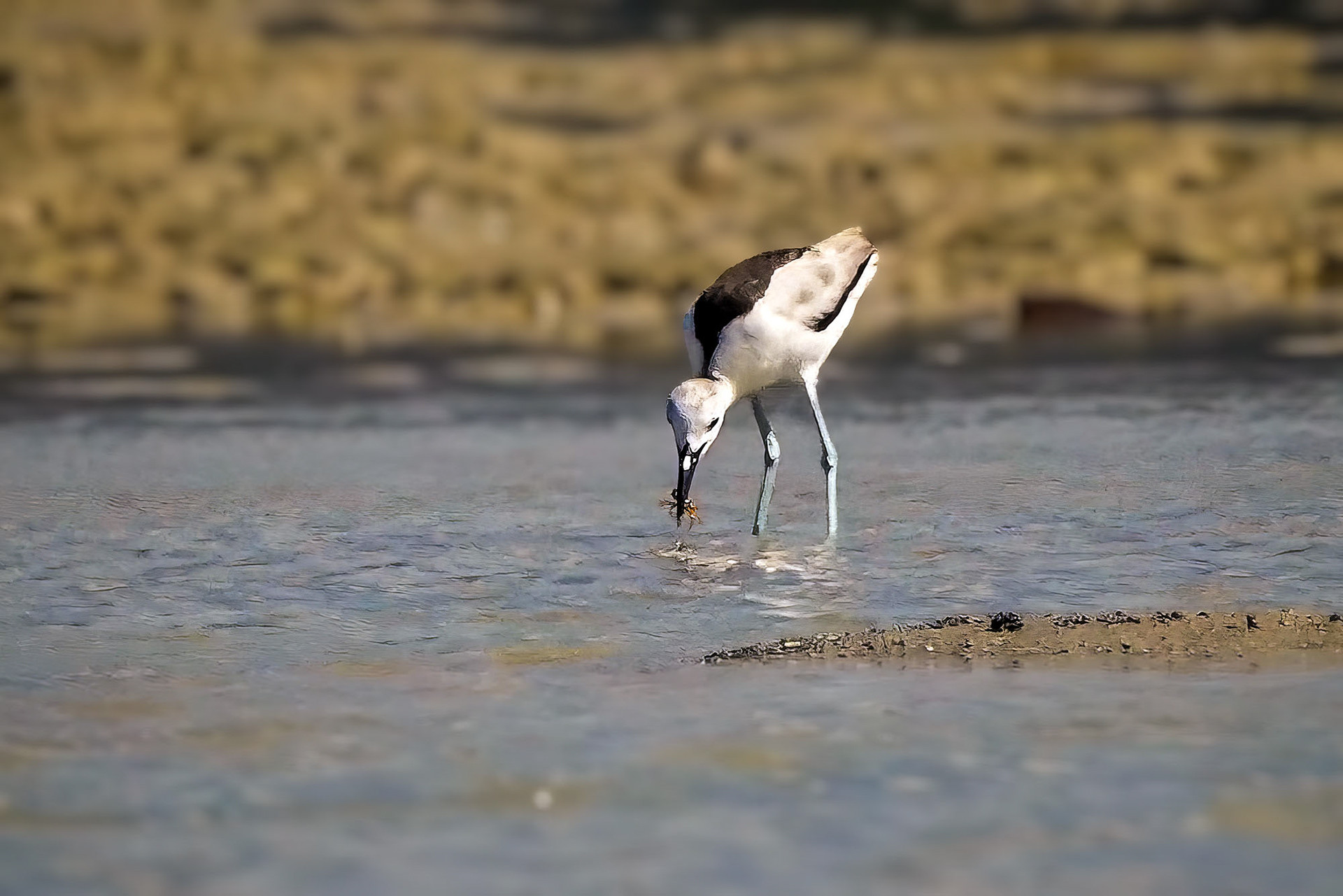 Reiherläufer