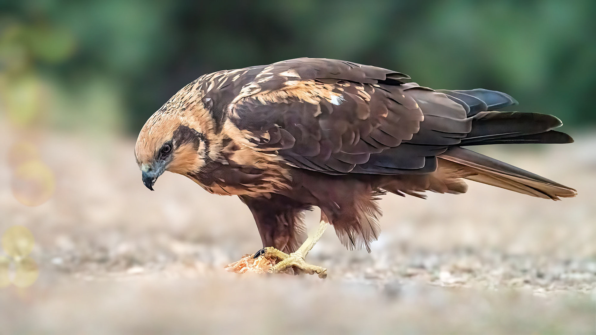 Rohrweihe, female