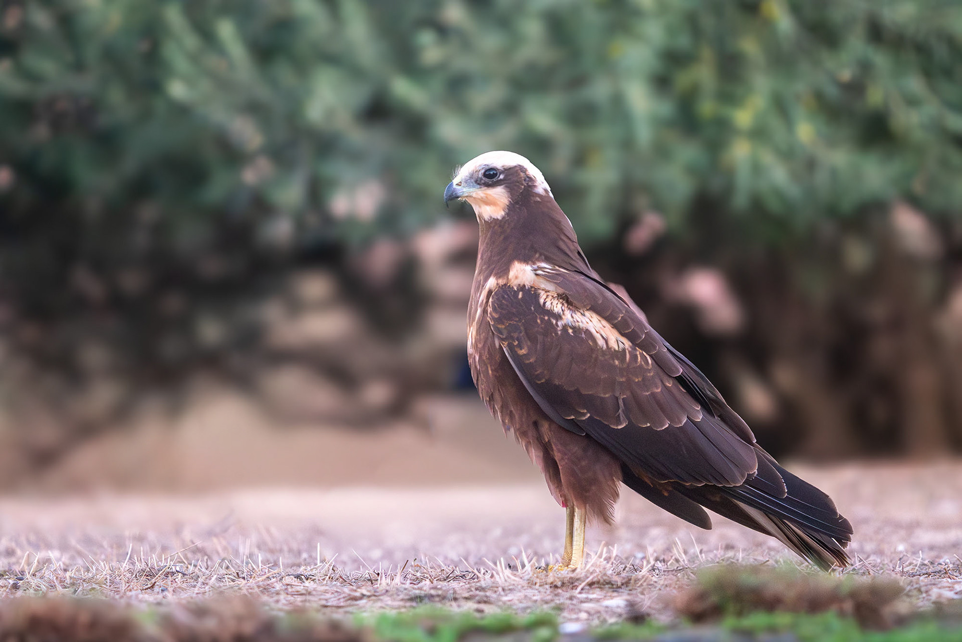 Rohrweihe, female