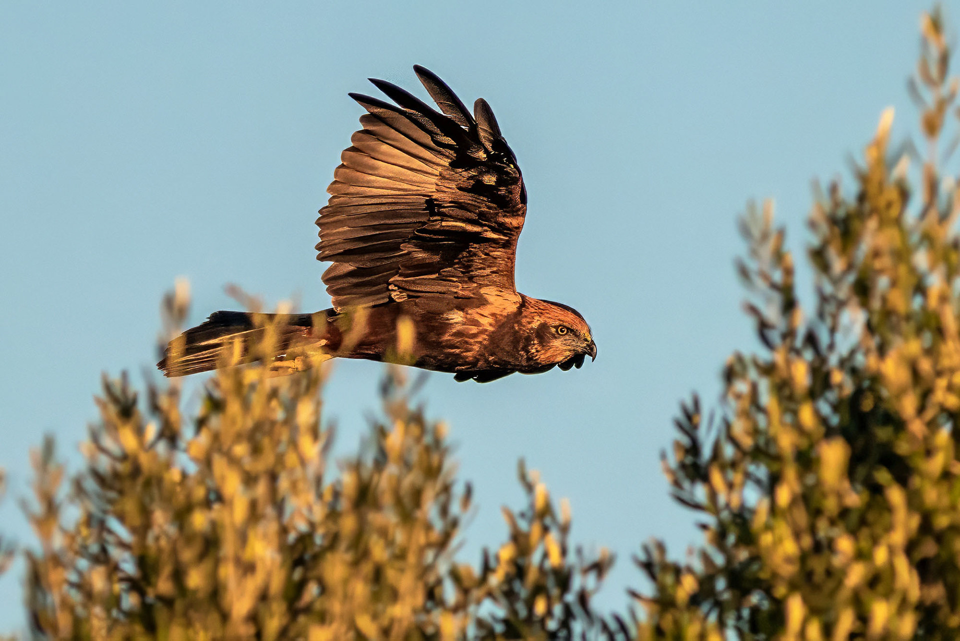 Rohrweihe, female