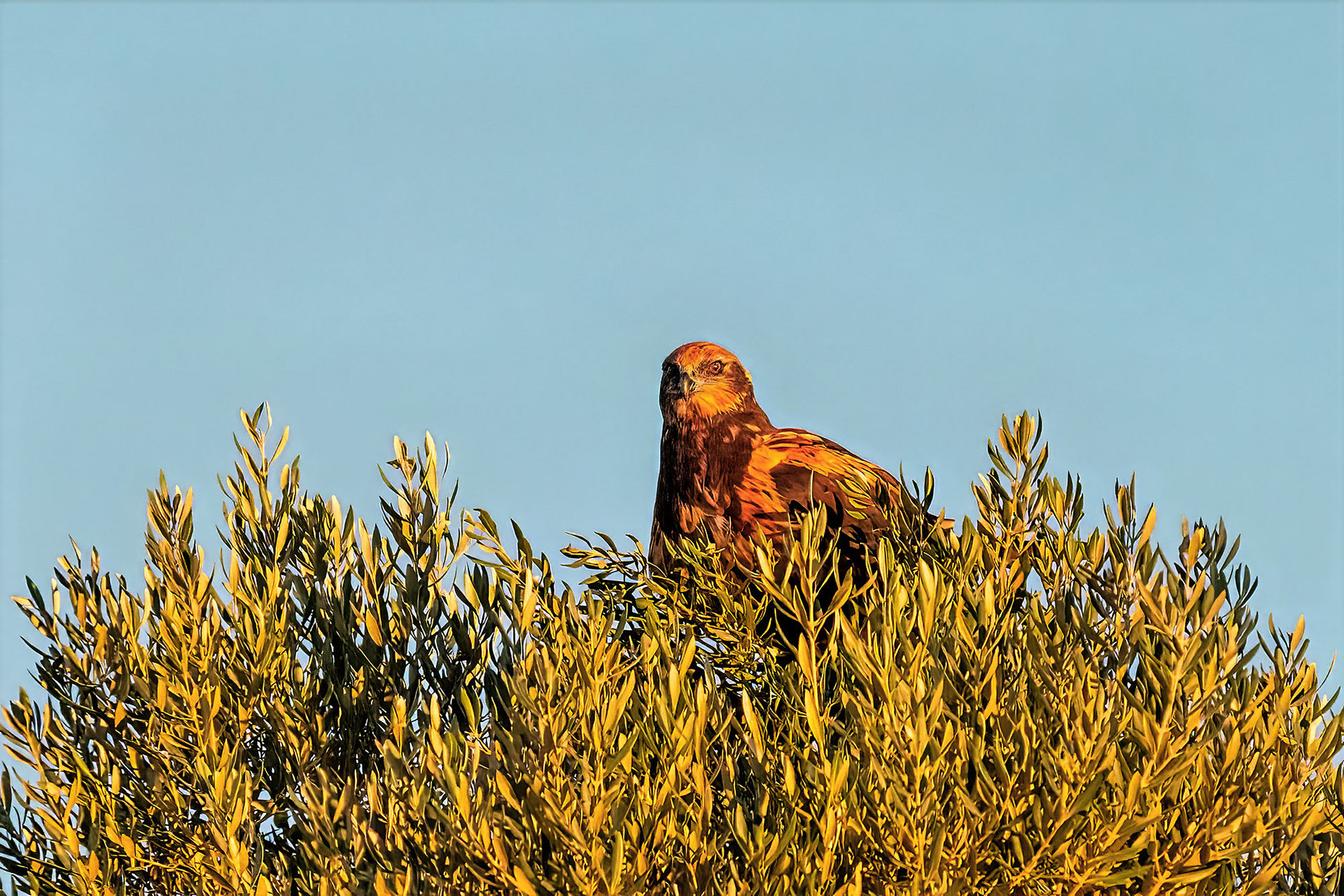 Rohrweihe, female