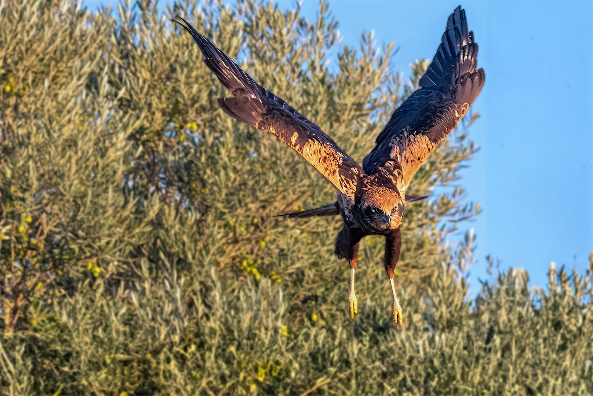 Rohrweihe, female