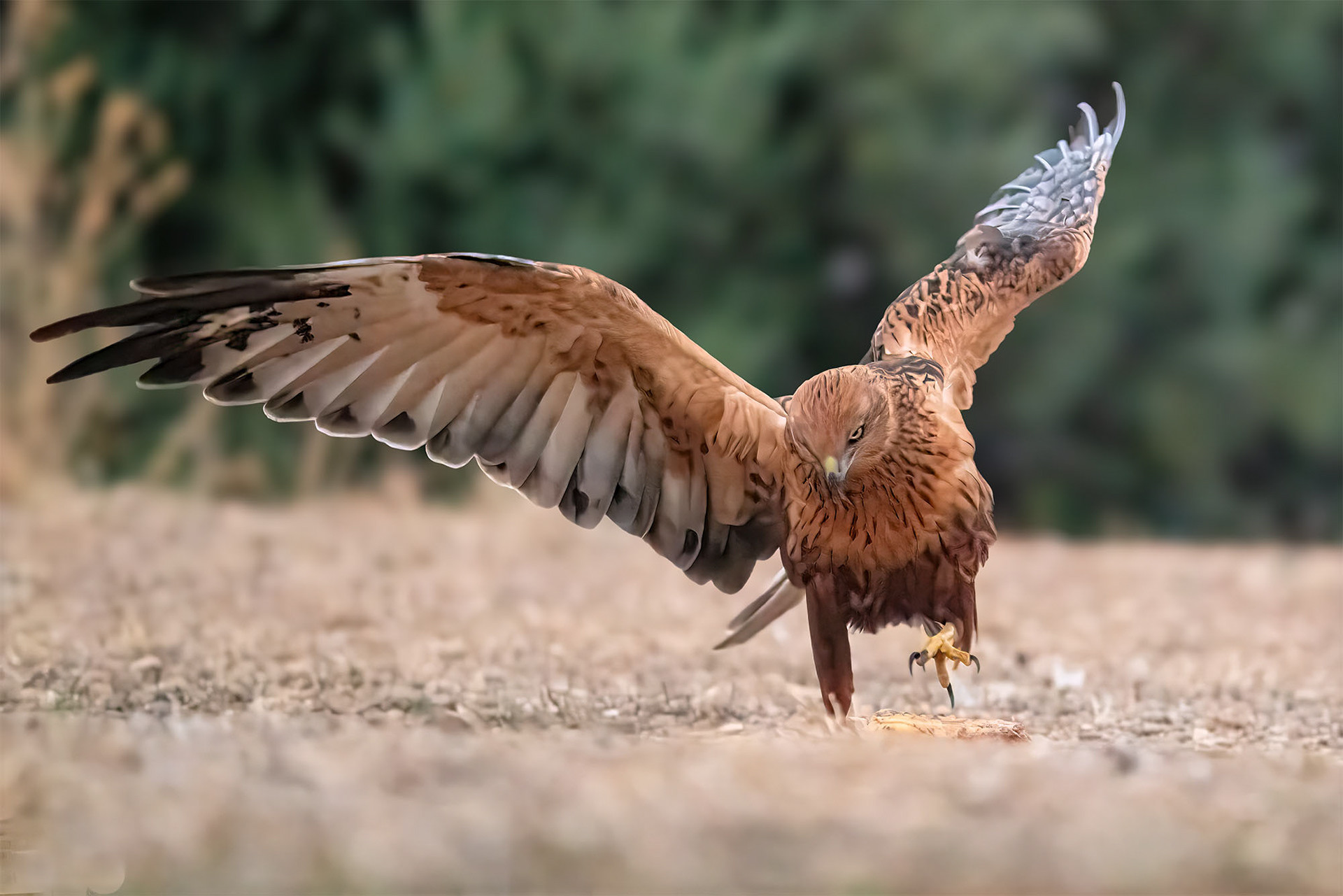 Rohrweihe, male