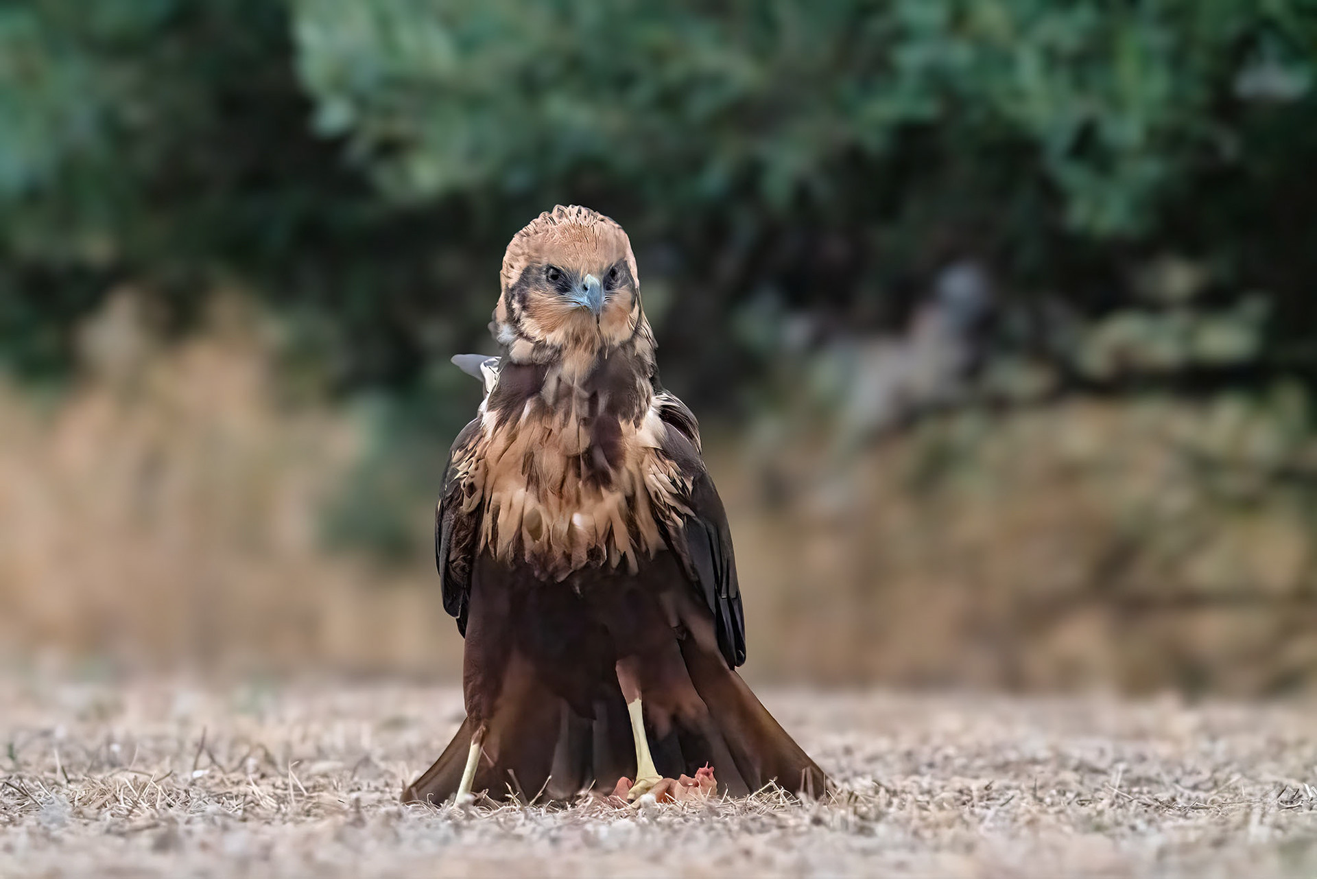 Rohrweihe, female