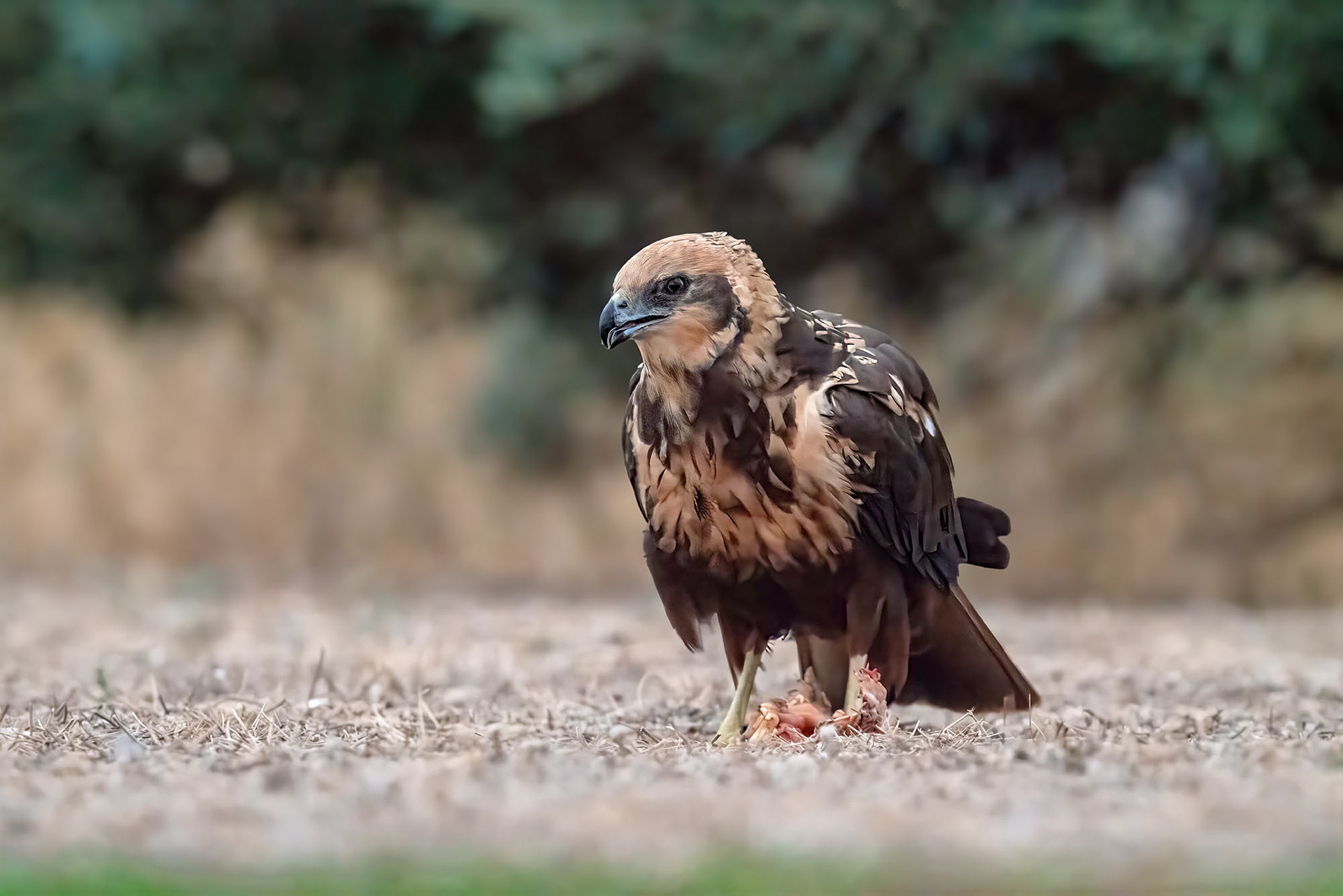 Rohrweihe, female