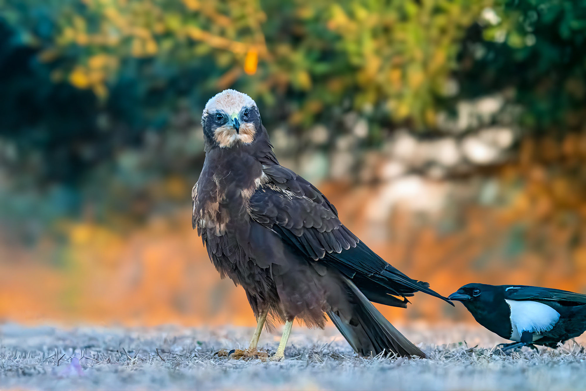 Rohrweihe, female
