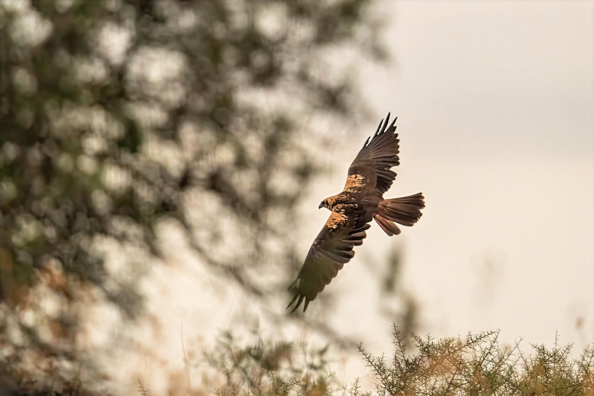 Rohrweihe, female