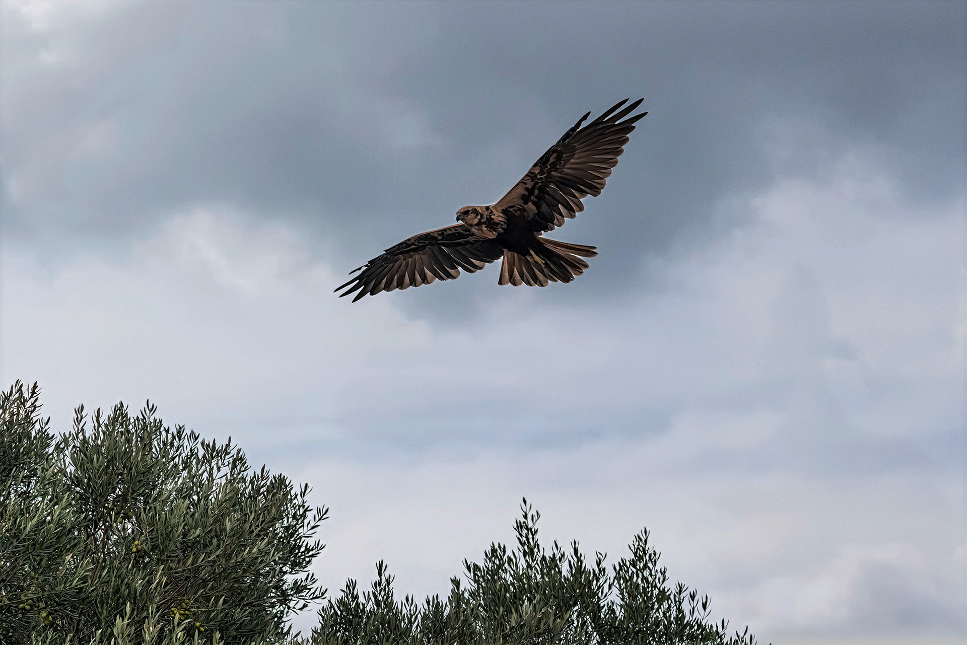 Rohrweihe, female